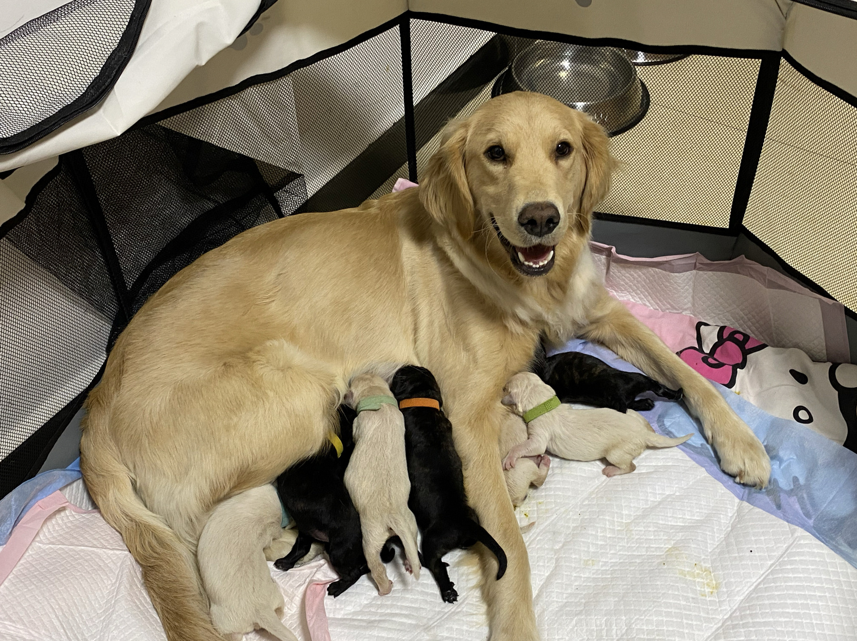 金毛中华田园犬串串 刚出生几天时候照的 现在马上就要一个月了 头胎