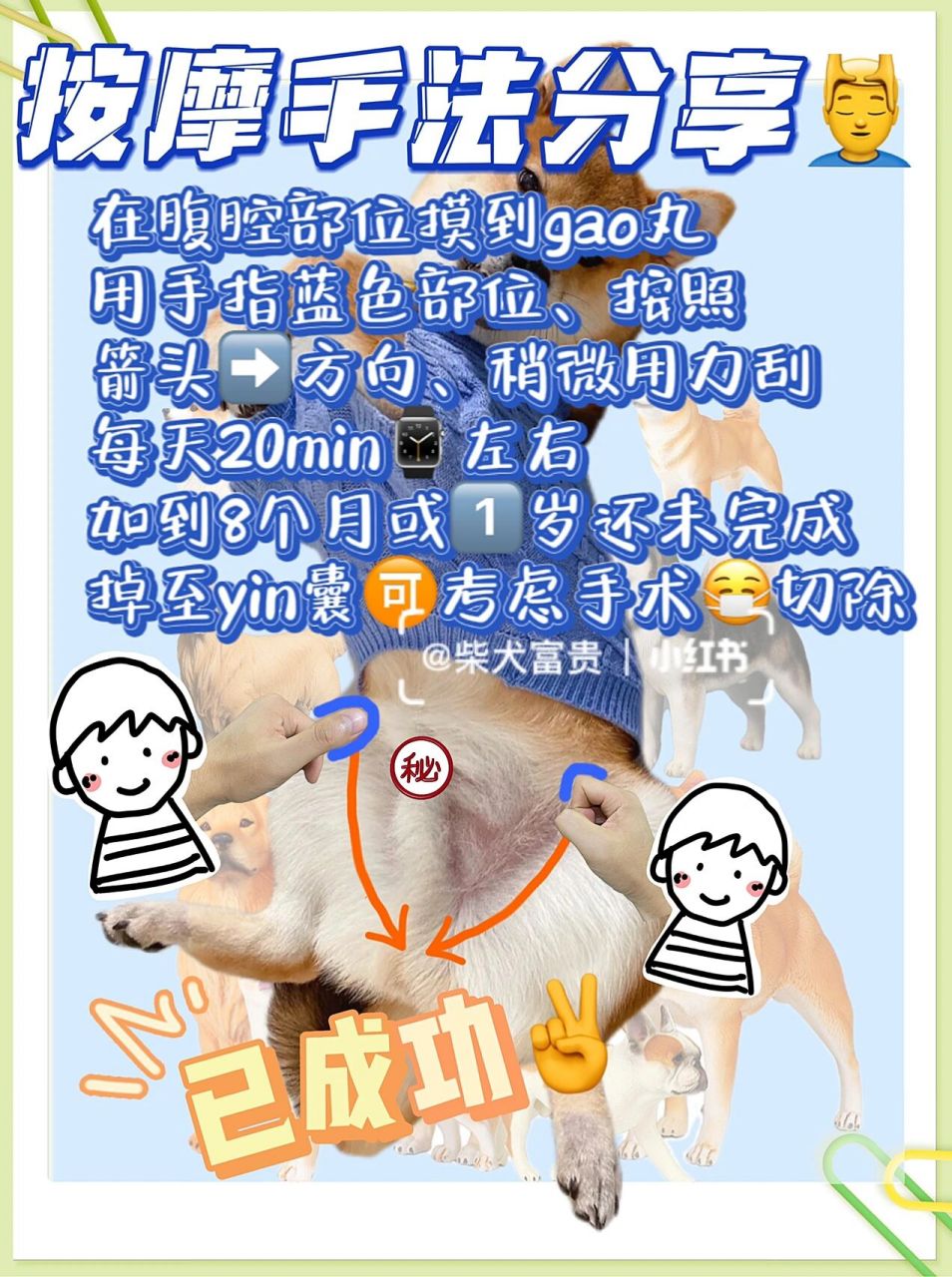 狗狗隐睾怎么办6315隐睾按9869♂15方法手     通常公98