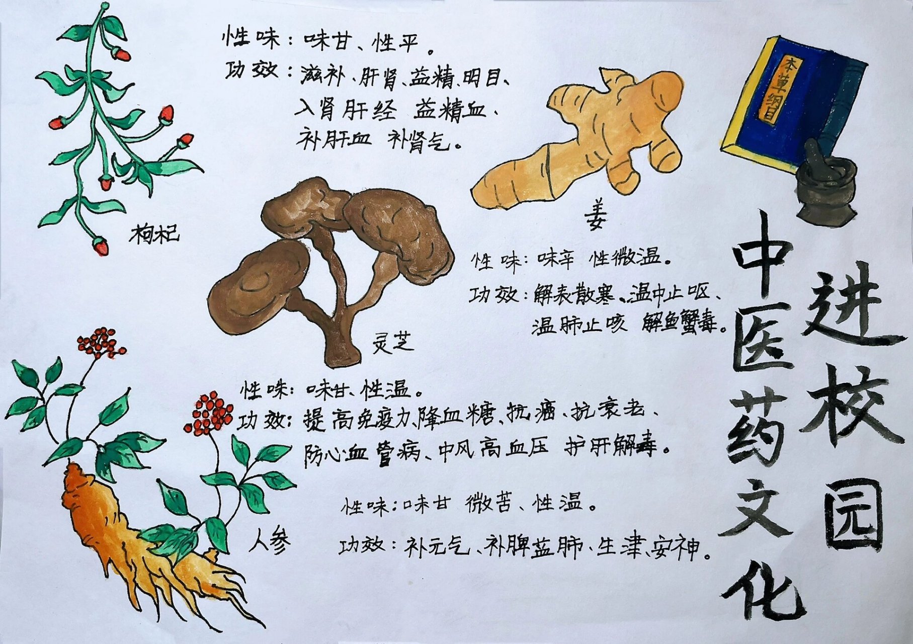 中医药文化进校园手抄报 素材是在上面找的自己排版更改了小学生手