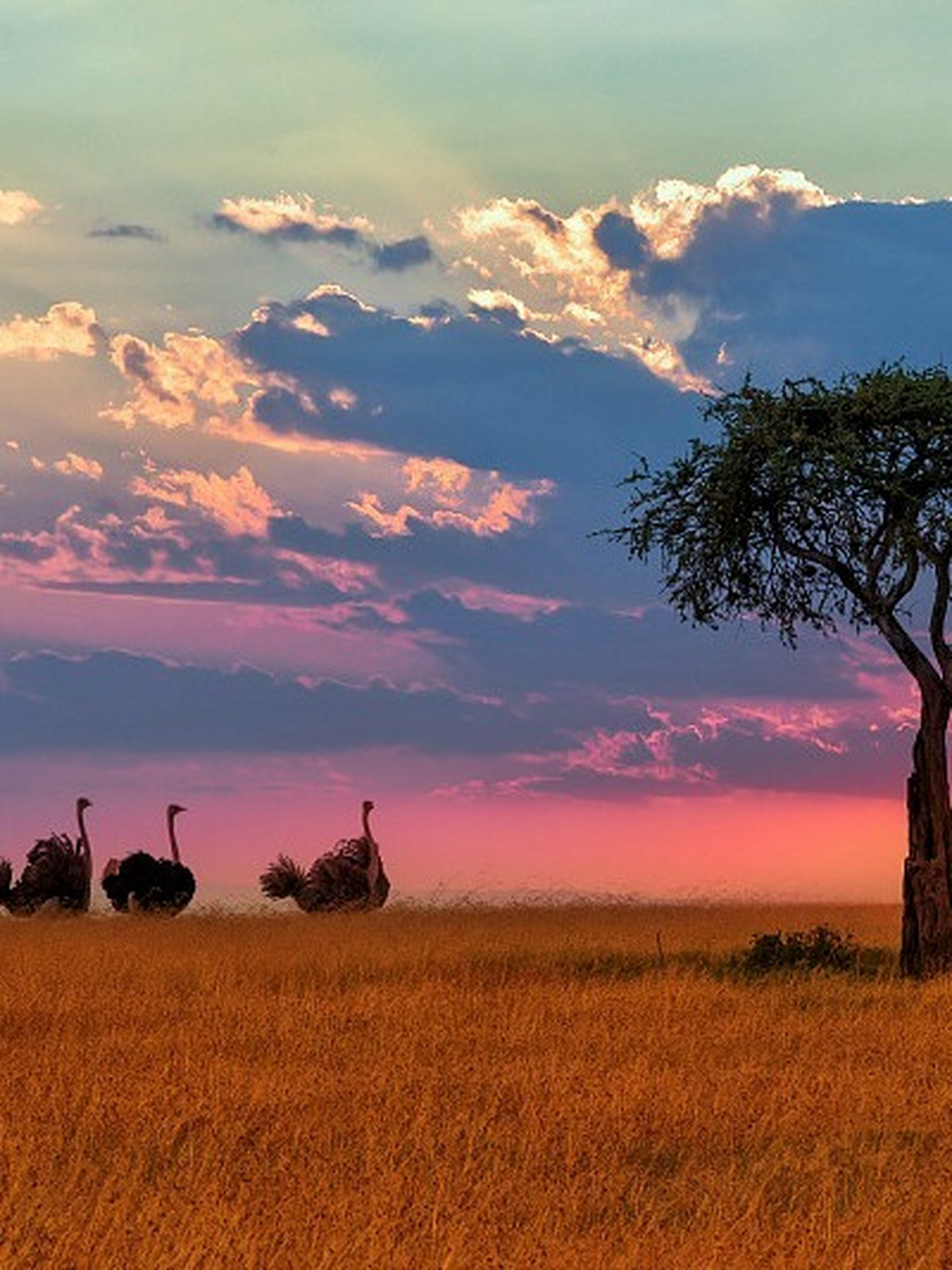 非洲马赛马拉大草原图片