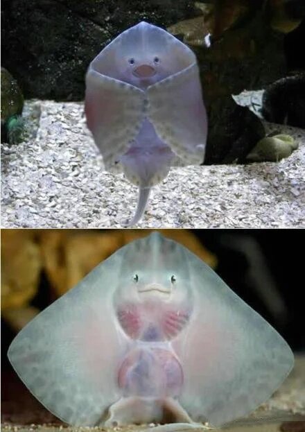 每天认识一种有趣动物|鳐鱼