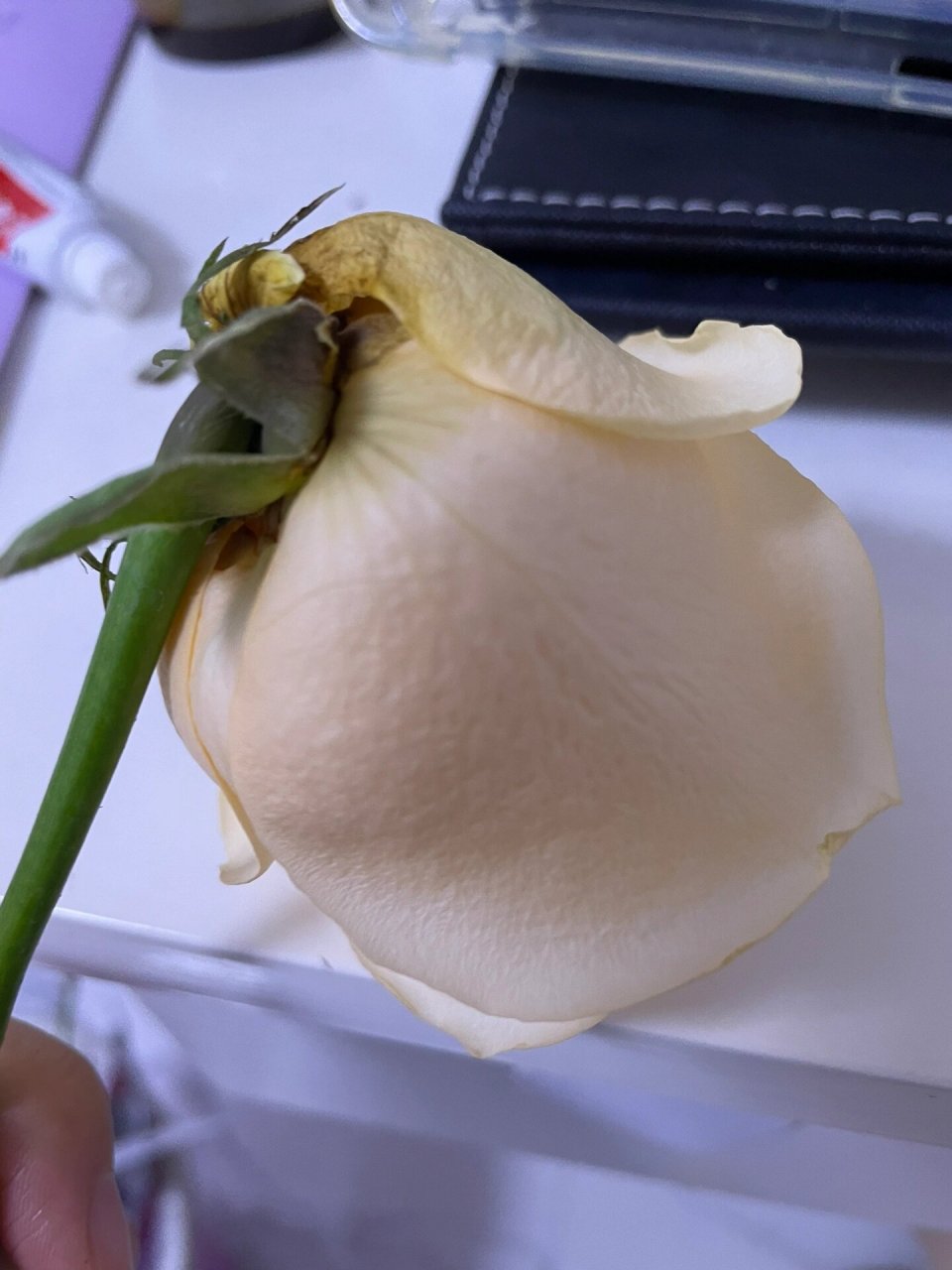 香槟玫瑰从根部烂是为什么啊 新买的花还没养两天,有几根都是这样的