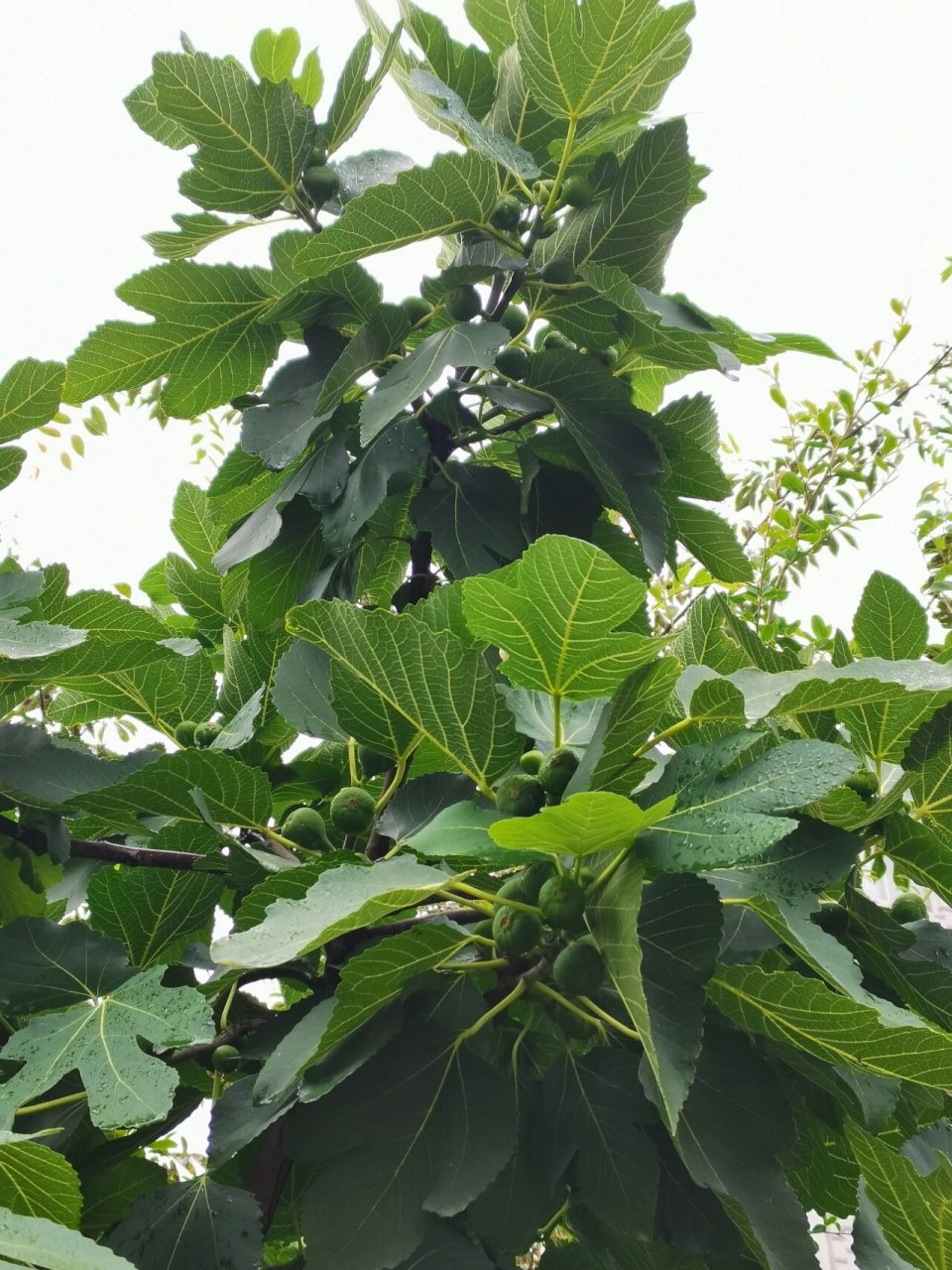 家的无花果树羡慕哭了 满满当当的果子仿佛不要钱一样,品种大概是青皮