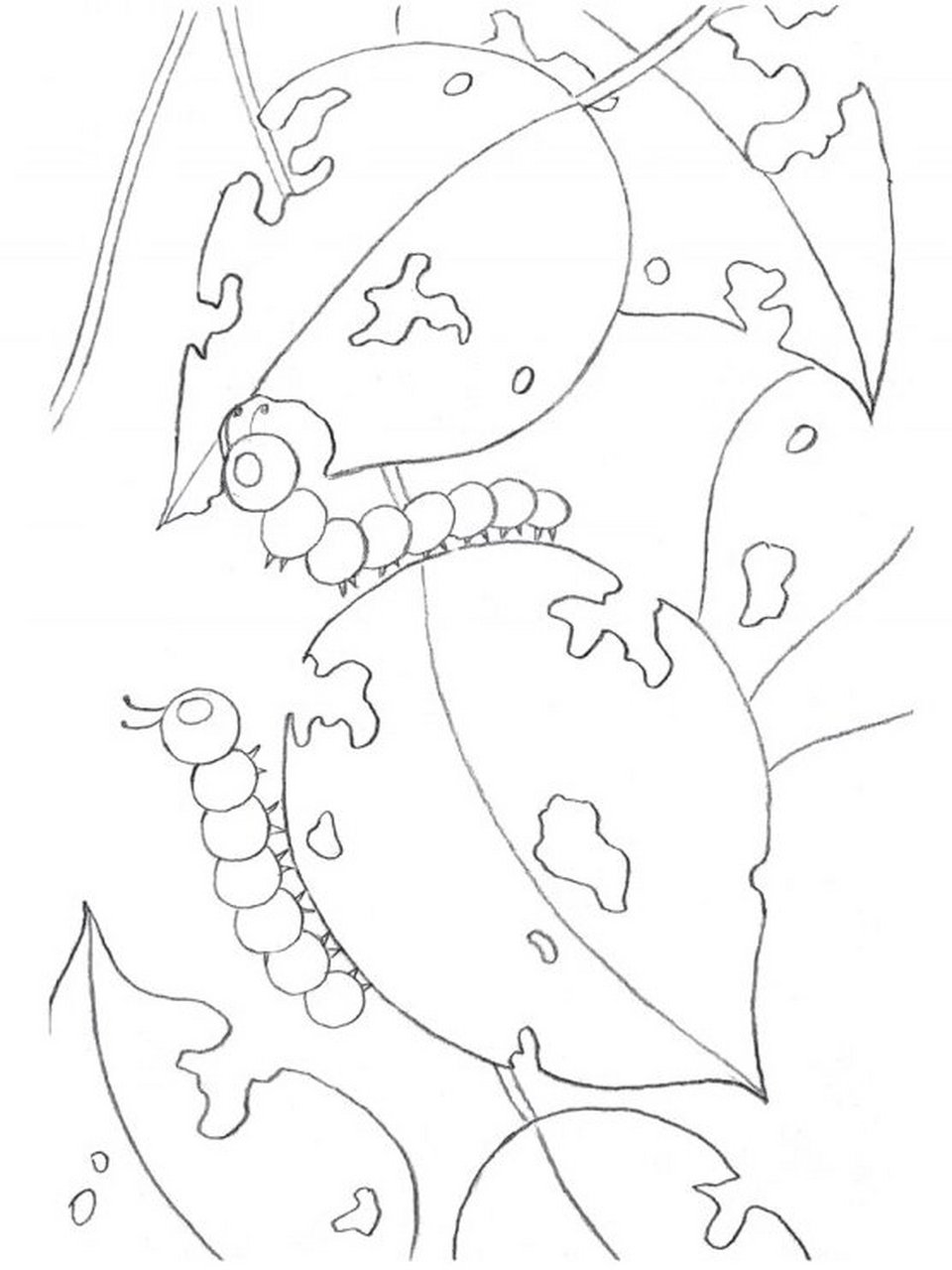 树叶和毛毛虫-铅笔素描教程-呆萌小动物 毛毛虫有人喜欢有人害怕,身体