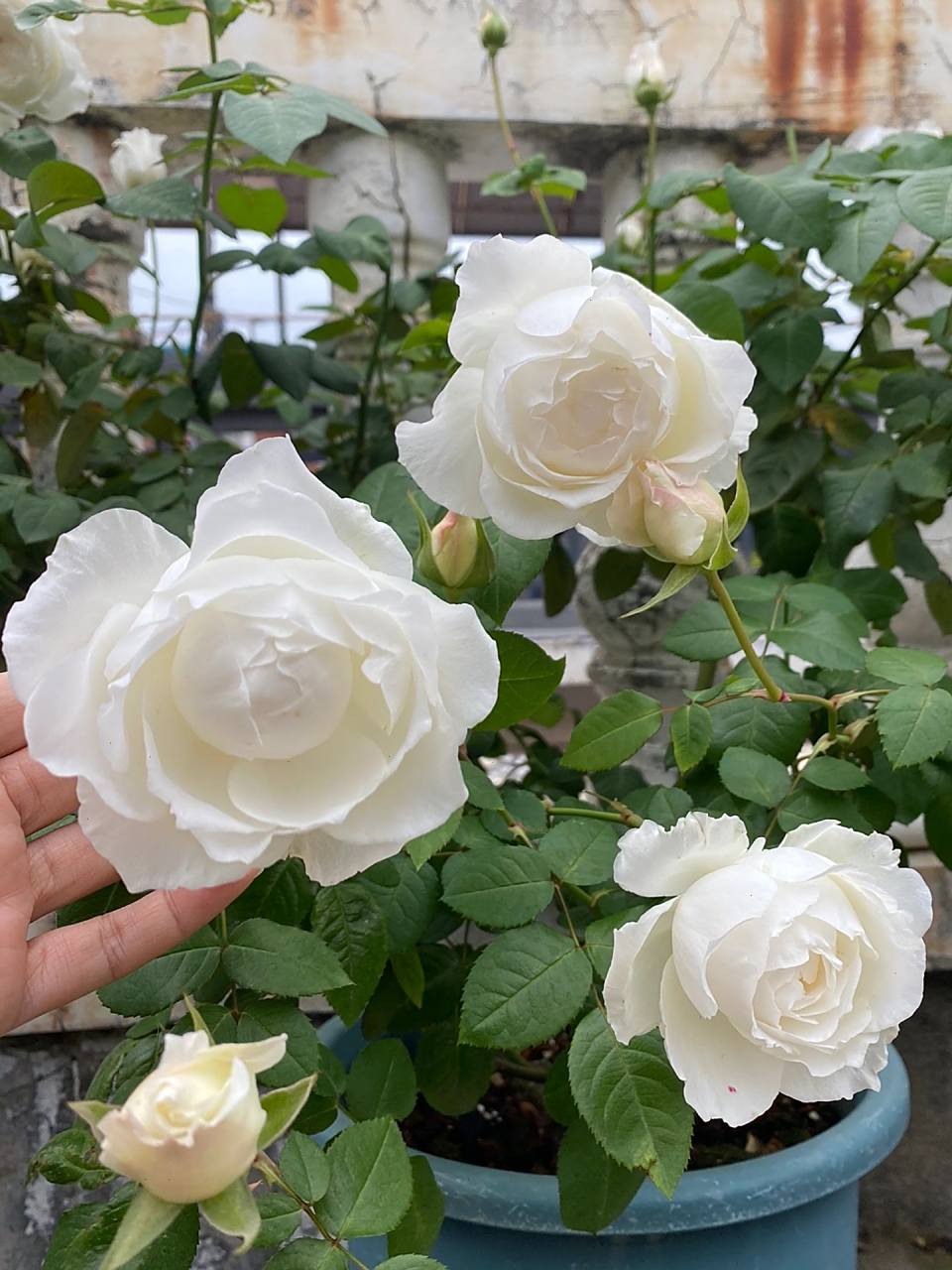 美雪公主,大花浓香的纯白月季 缺点的话,应该是直立性差了点儿,容易垂
