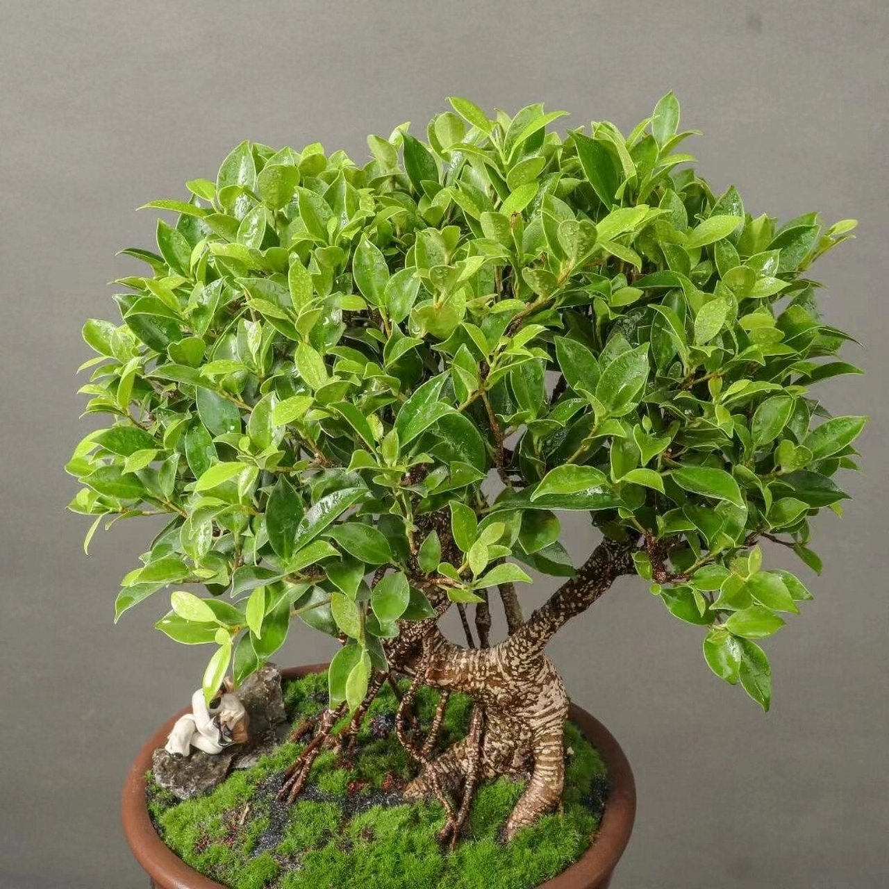 台湾老桩虎皮榕树盆景,虎皮身,青翠叶 台湾老桩虎皮榕树盆景,虎皮身