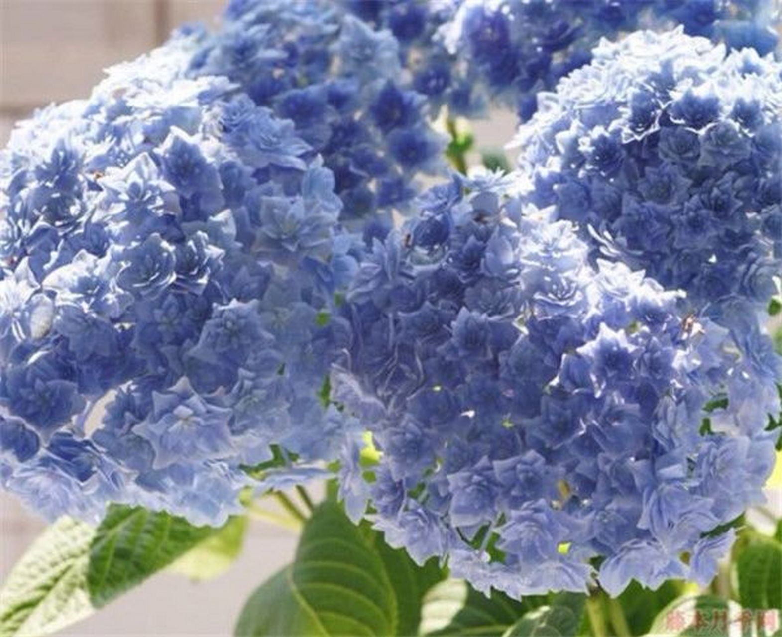 北美牵牛星绣球 牵牛星绣球是日本进口的绣球品种,花量足,花球大,重瓣