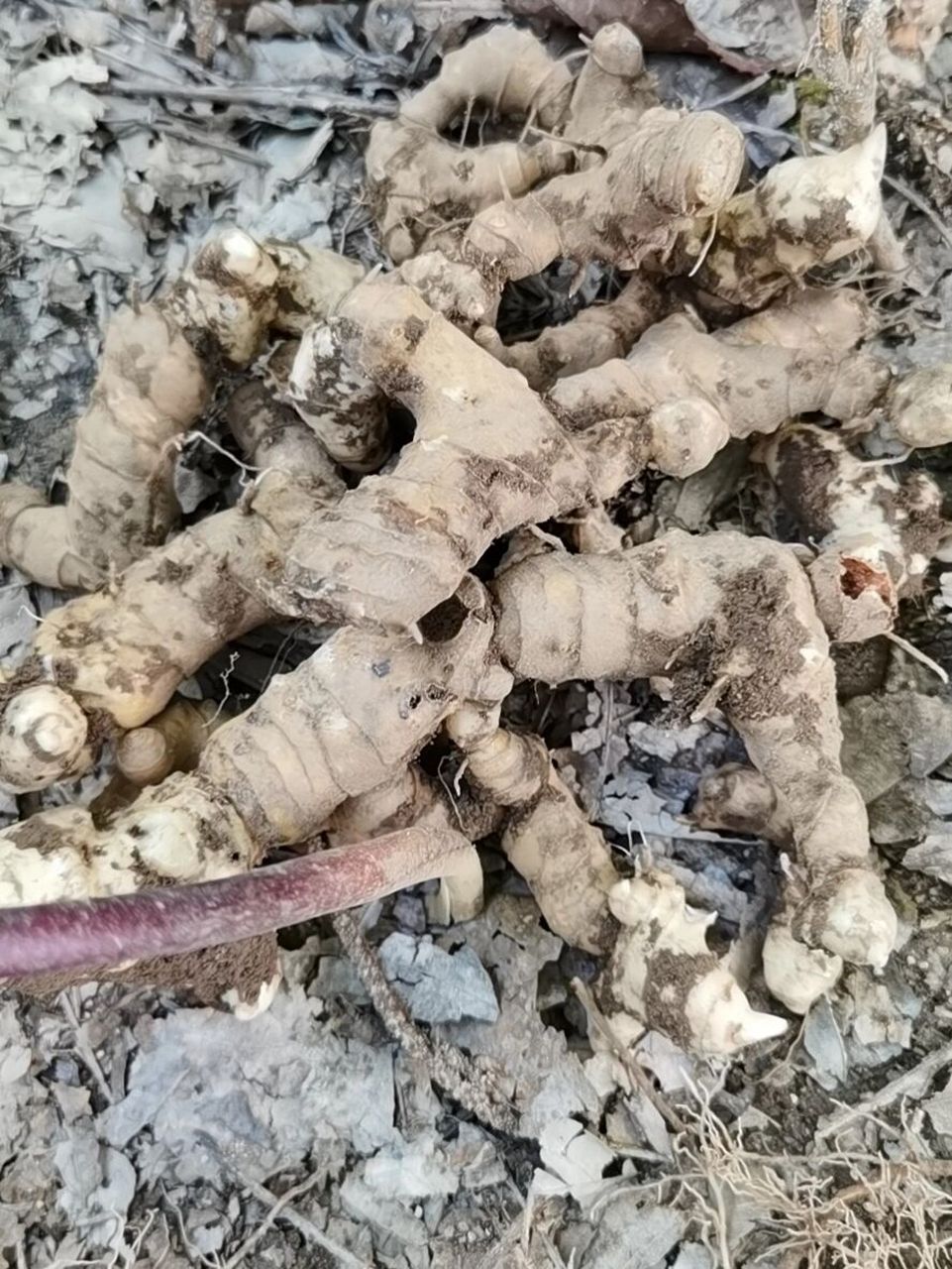 认识了一味中药——黄精,也叫老虎姜,主要功效是补气的,无任何副作用