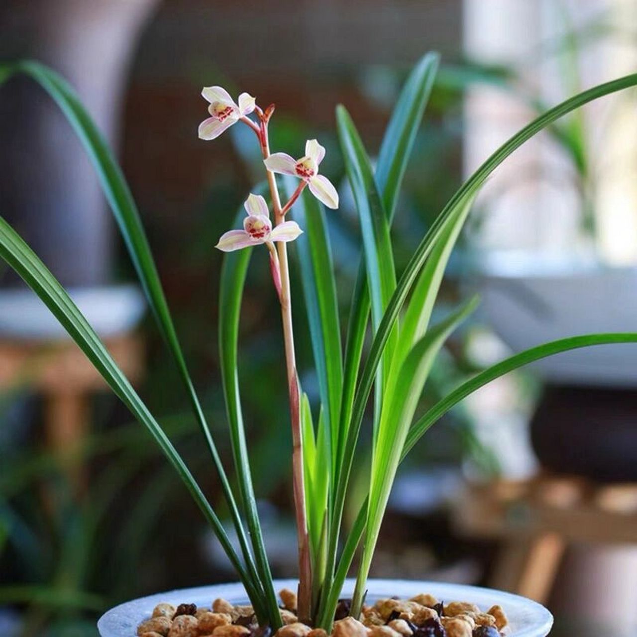 建兰花仙子(东方仙子) 花仙子又名荷塘仙子,东方仙子,花开荷型水仙辦