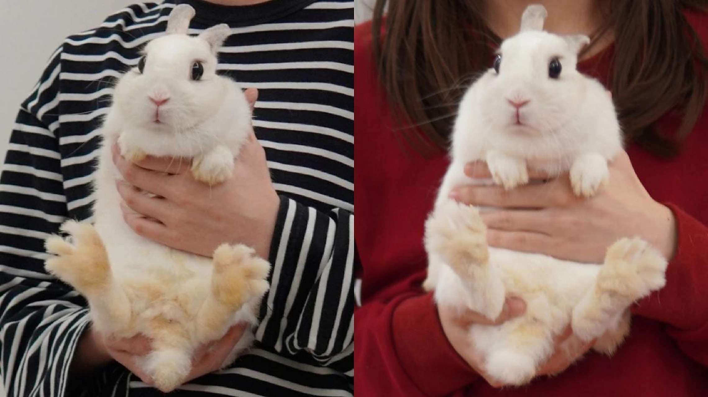 兔子脚黄,屁股黄怎么办?三招教你变白! 刚领养tiutiu回家的时候,她的