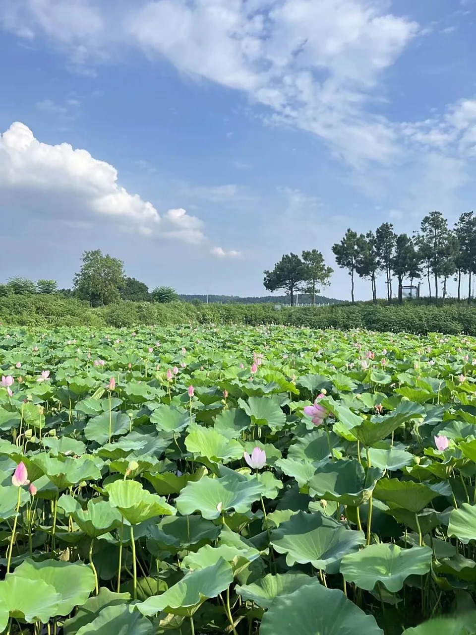 荷塘月色,静待你的到来.随手拍秋日荷花 随拍荷花风景