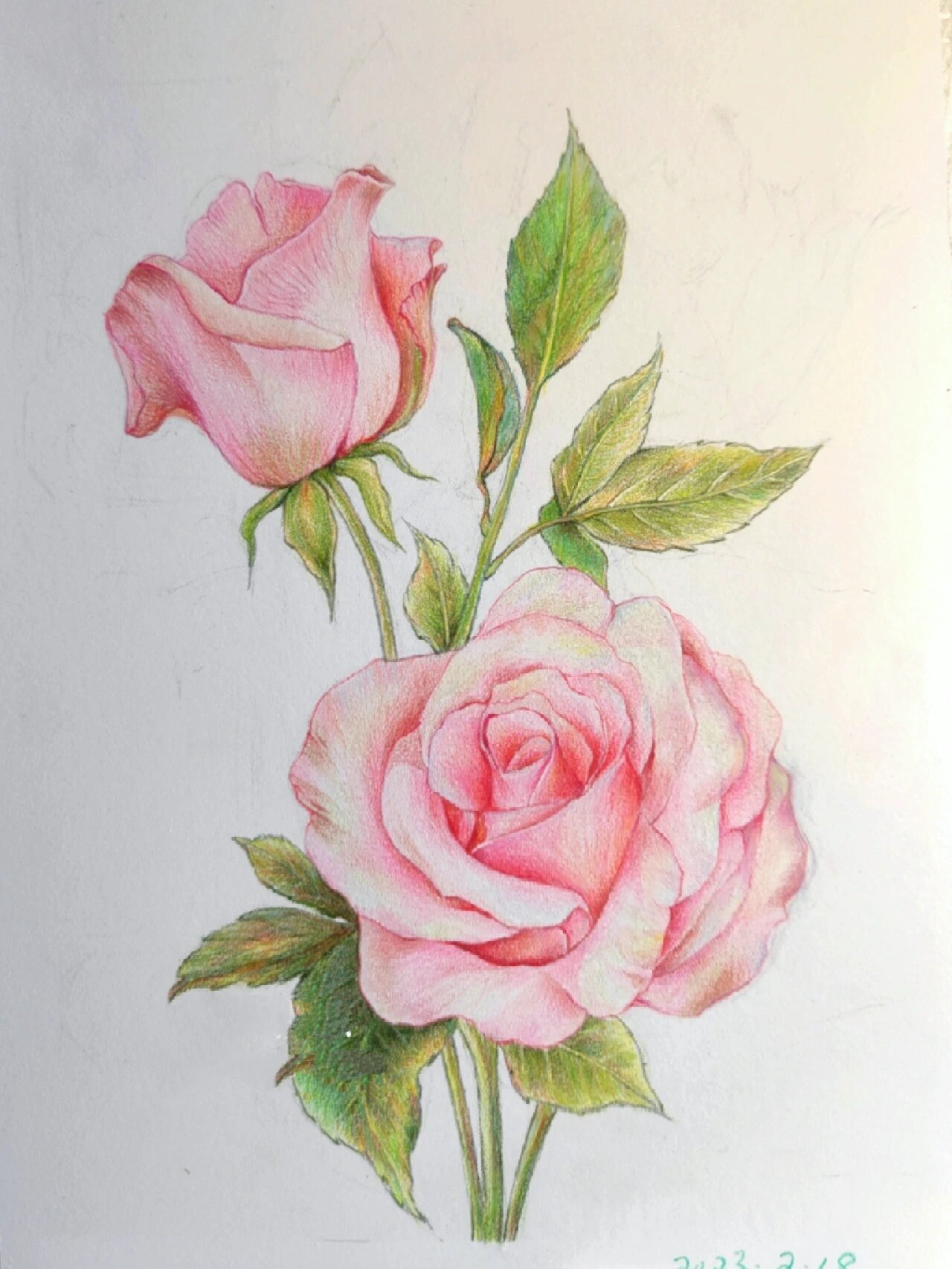 彩铅手绘画 适合初学的花卉 附线稿素材