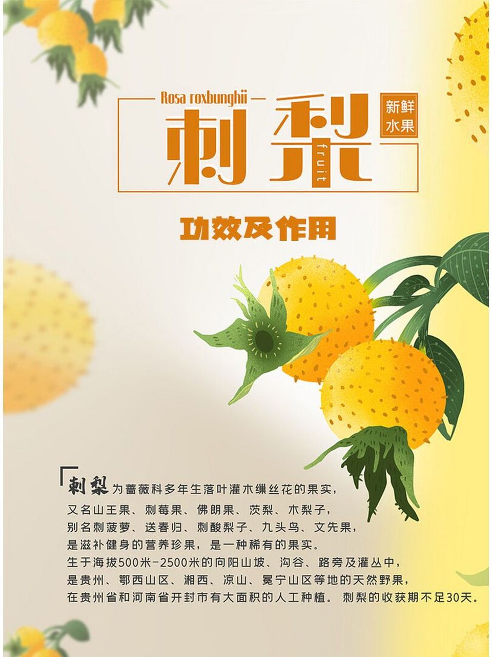 99刺梨为什么这么火,来看看它的功效吧 99刺梨的功效 	 1,润肺