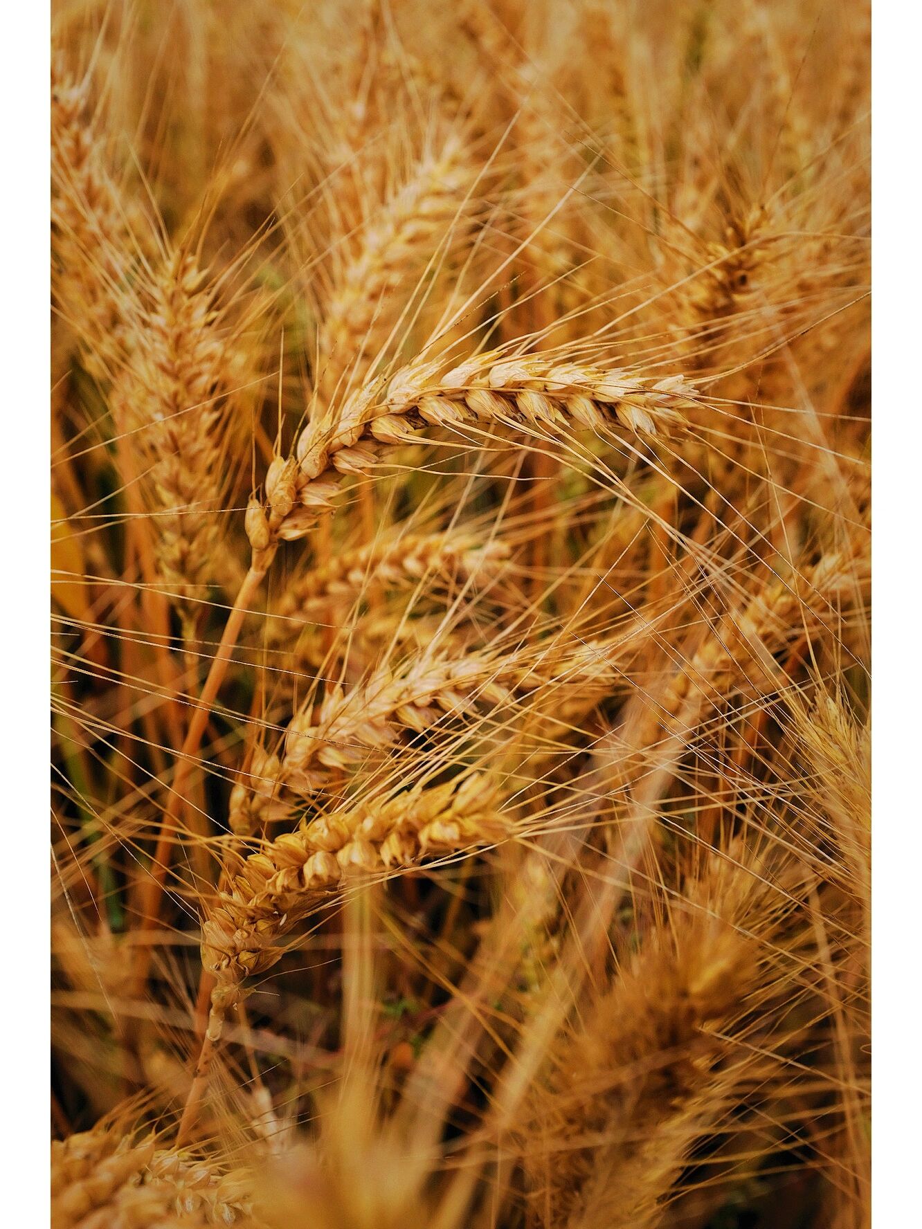 麦子成熟时 | "麦芒"确实像"针"一样