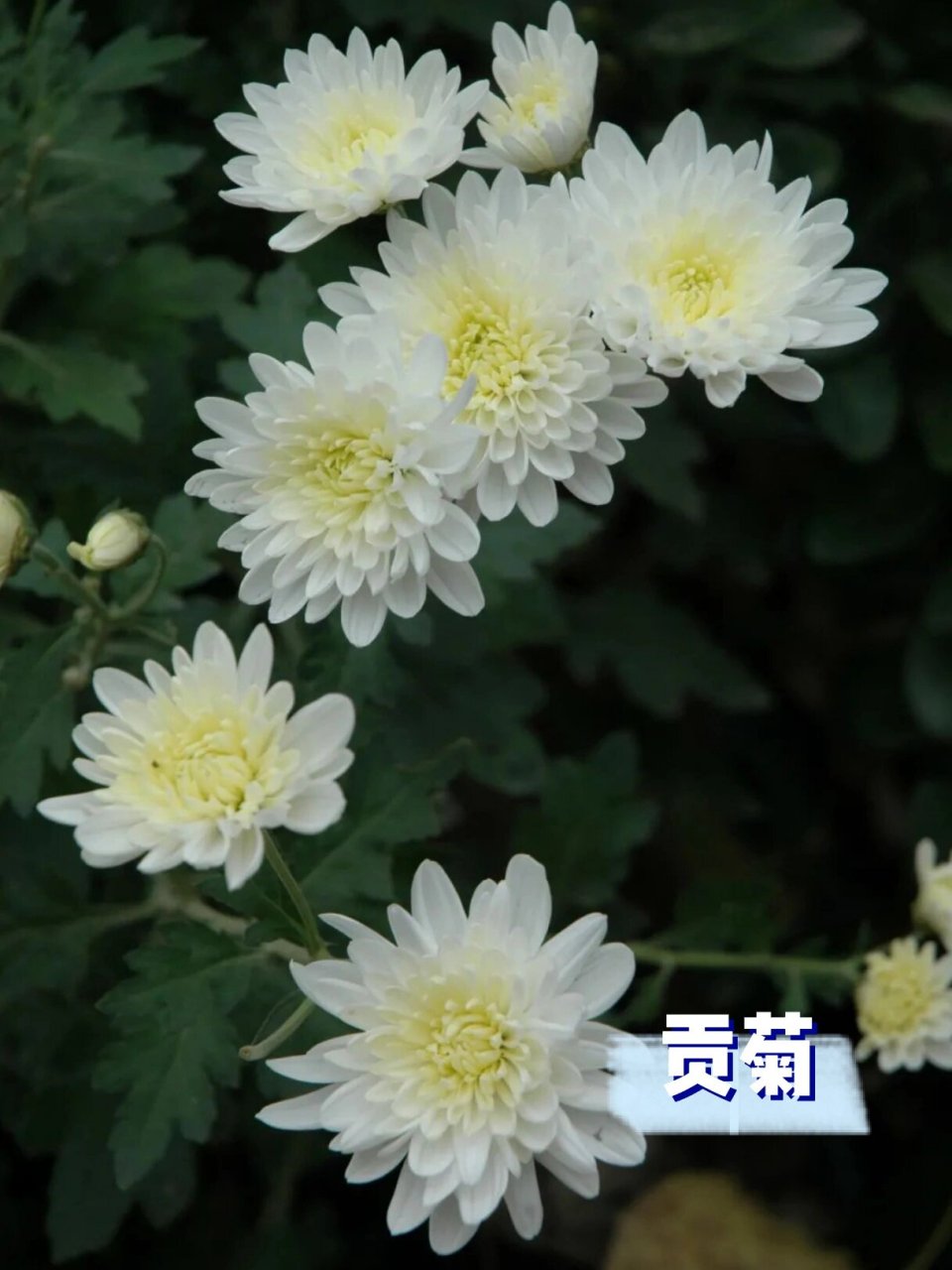 菊花常见品种大全图片