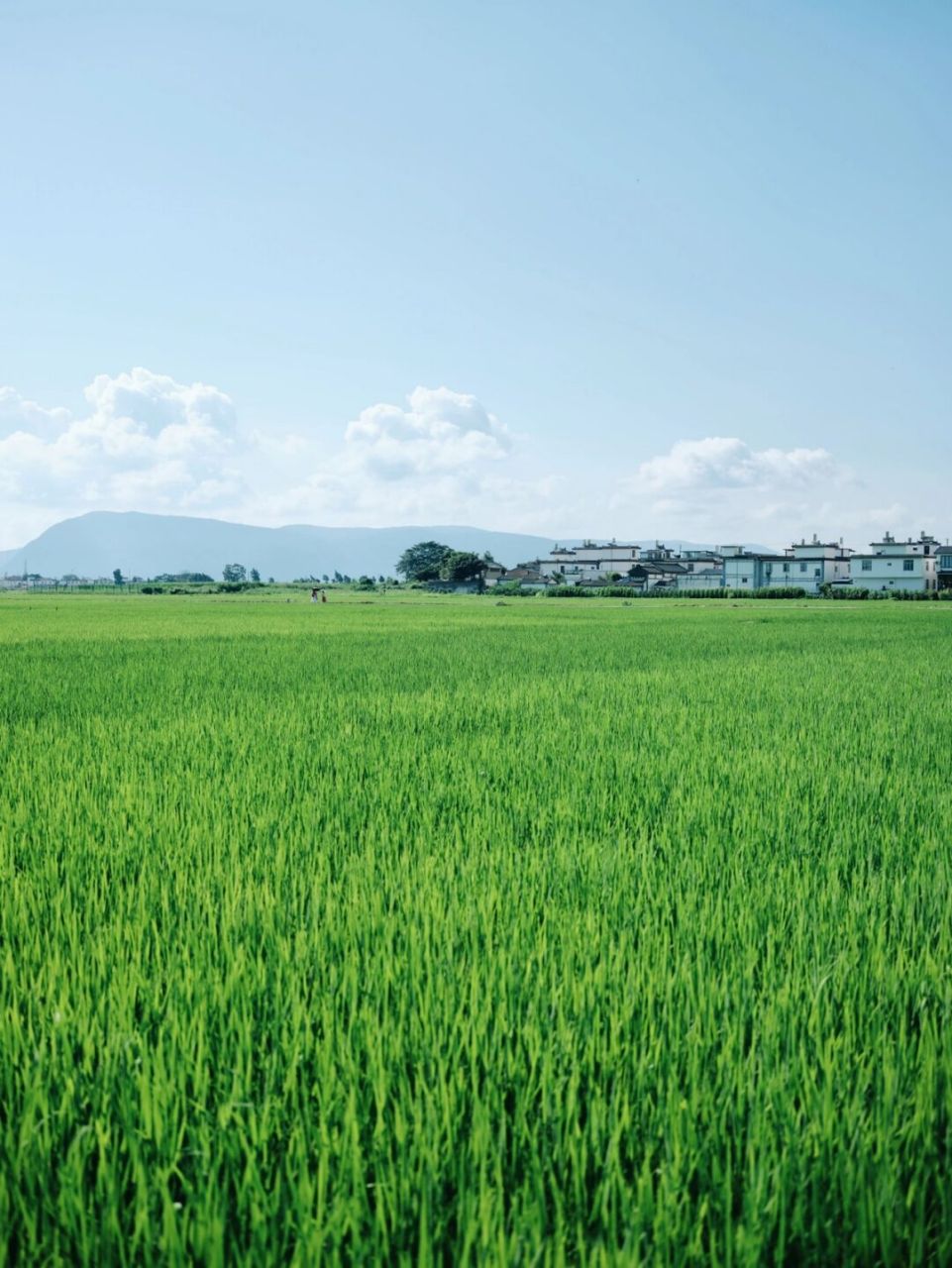 青色麦浪图片