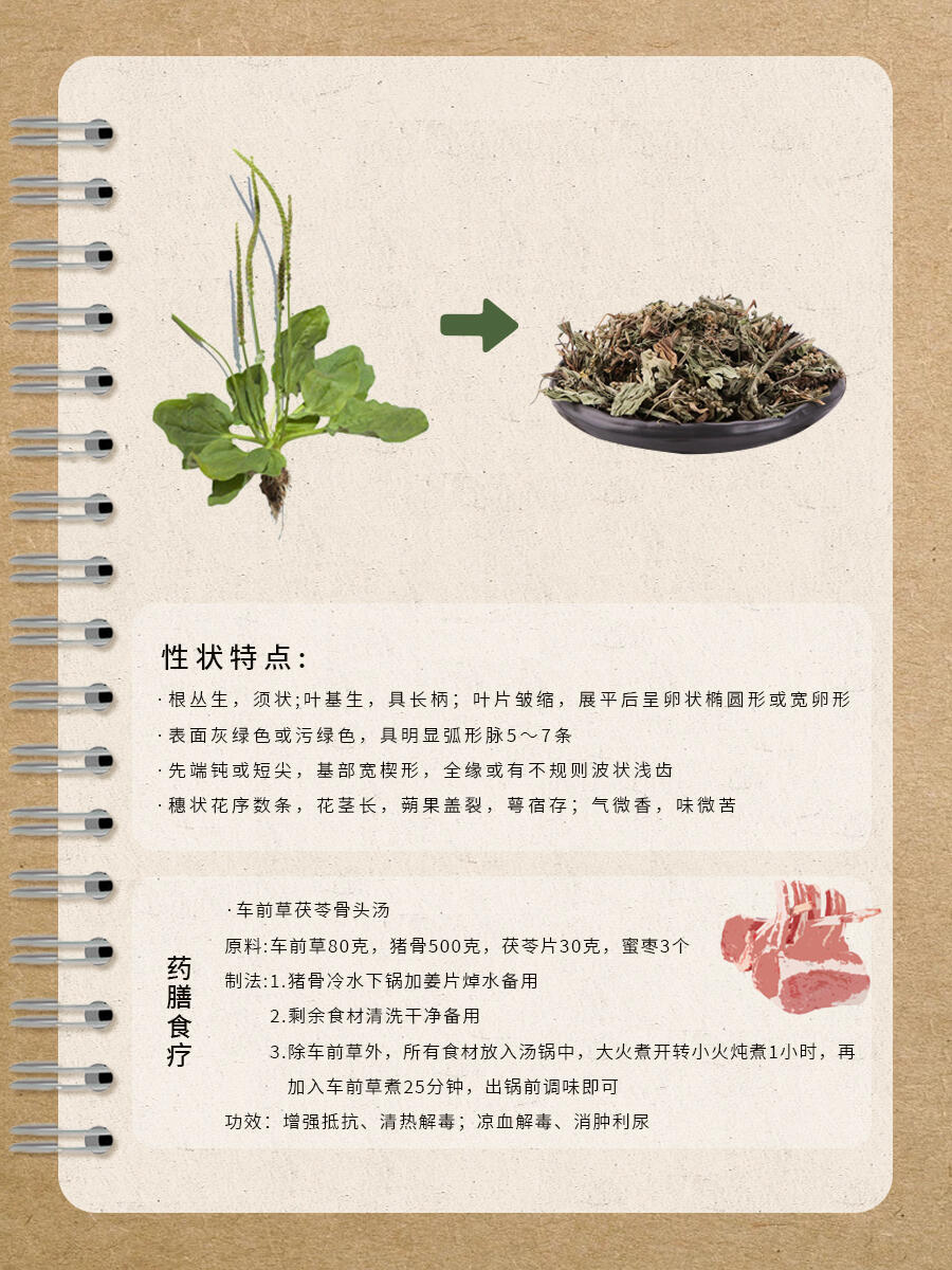 第28期 · 每天认识一味中草药│车前草 91  简介 车前草