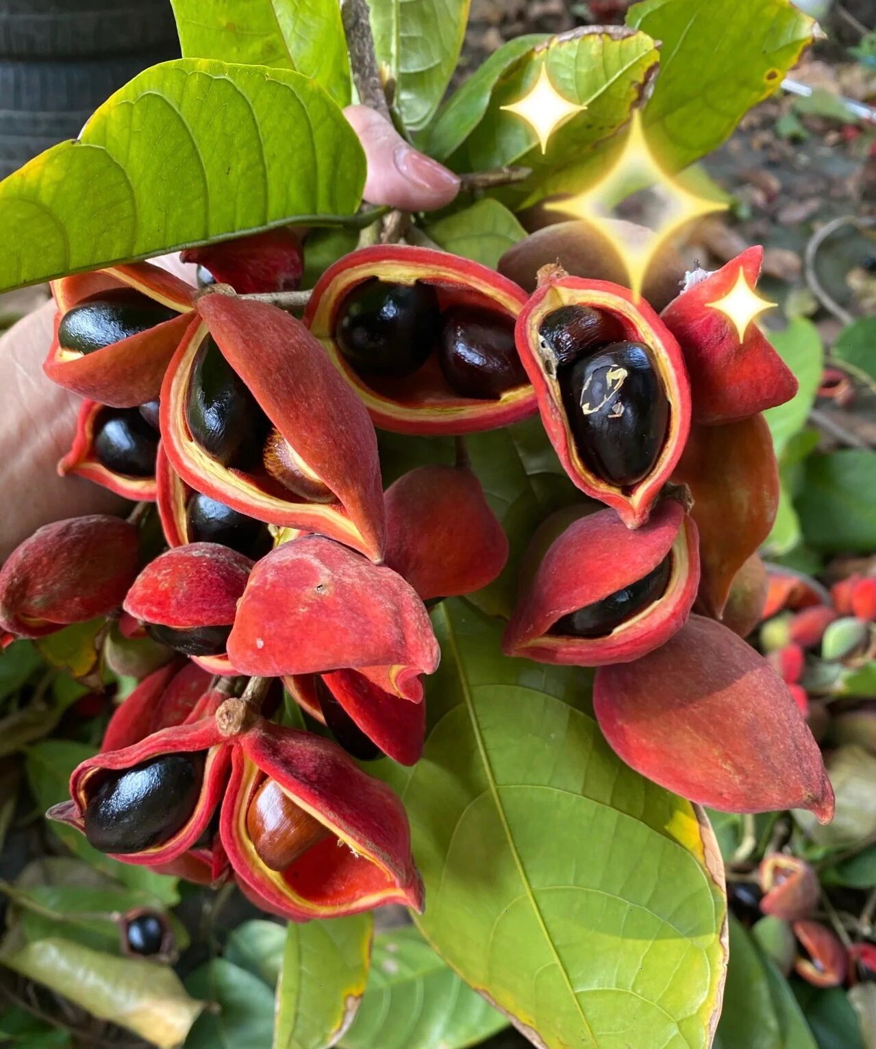 凤眼果,富贵子,苹婆上市啦!