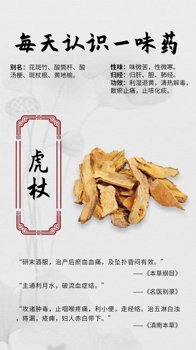 95 【每天认识一味药】91 虎杖