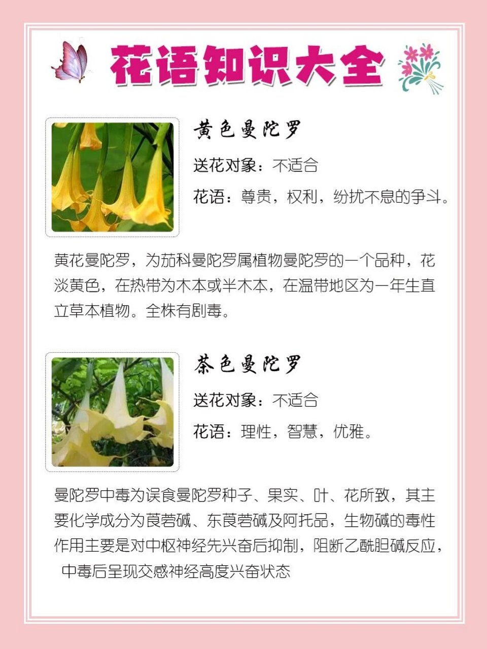 8395黄色茶色曼陀罗花语 7515黄色曼陀罗 送花对象:不适合 *
