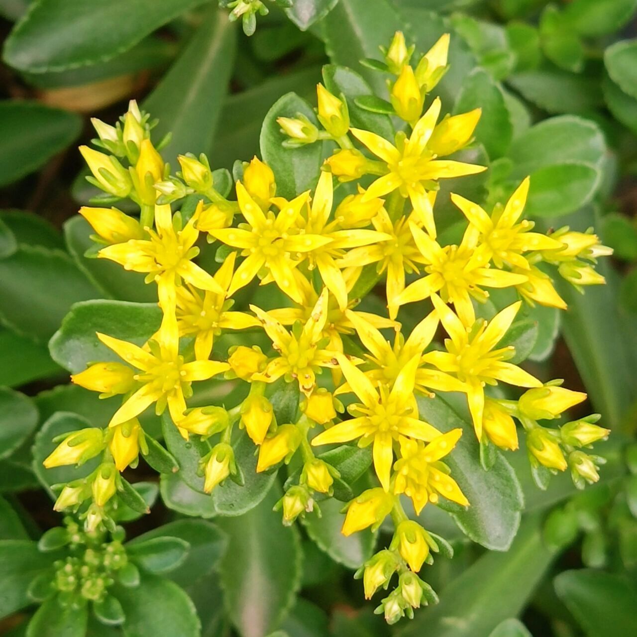 91费菜的别名是:黄菜,土三七,吐血草,见血散,活血丹,养心草,回生