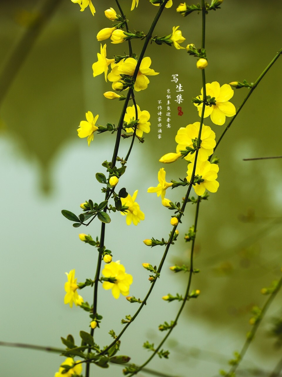 春天迎春花真实图片