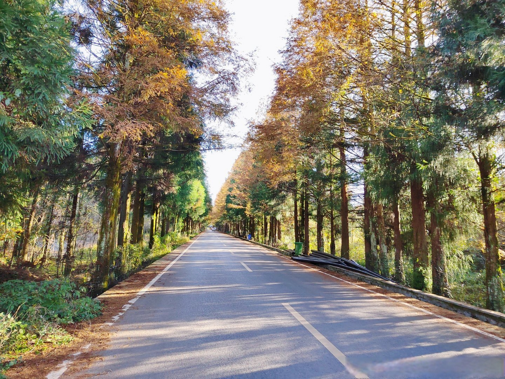 在重庆南川山王坪,为了恢复自然样貌,柳杉作为造林树种,大规模用作