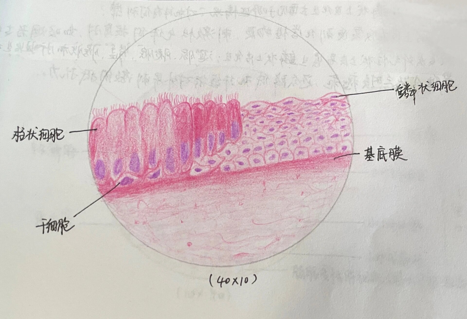 变移上皮绘画图片