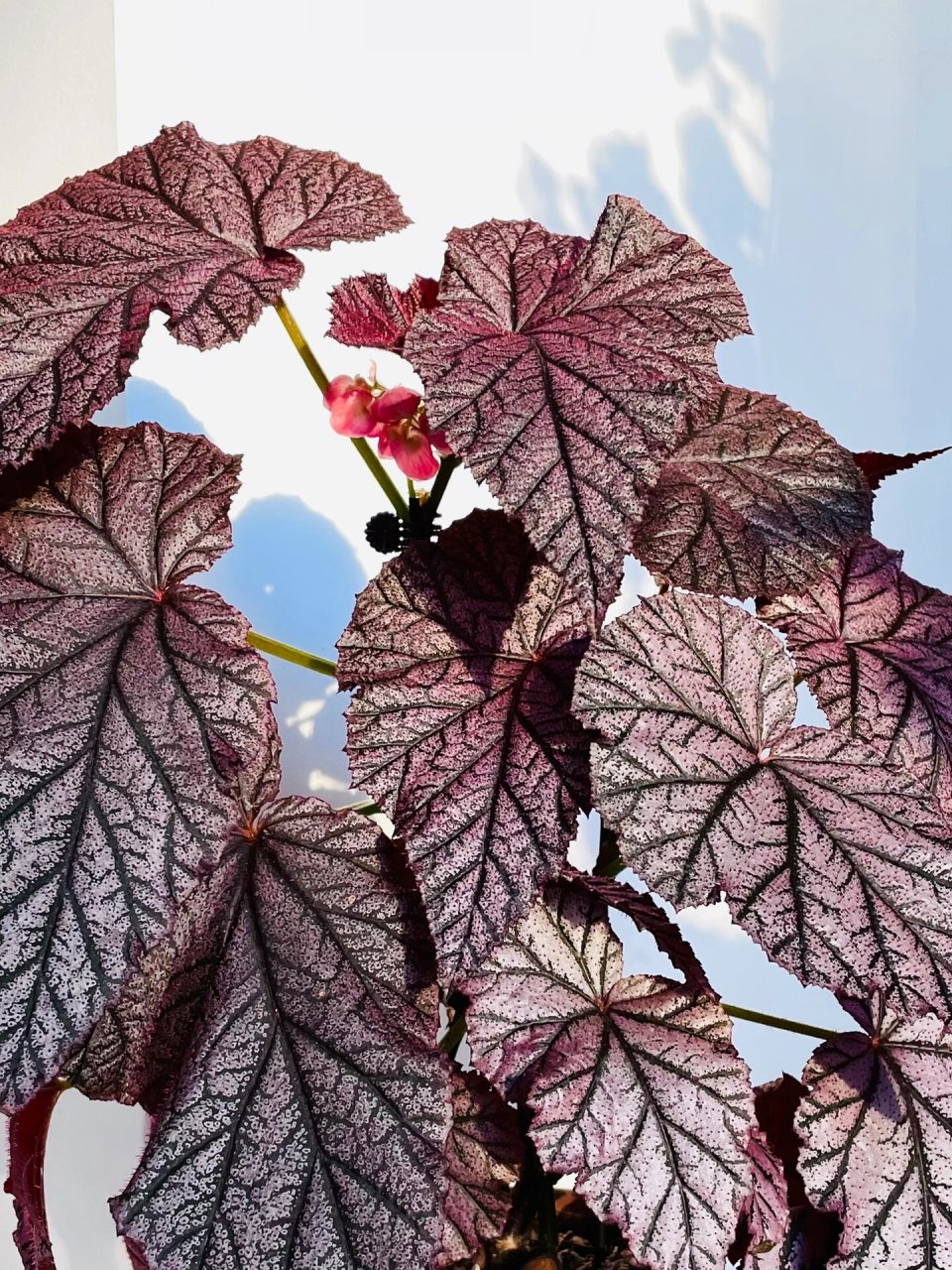 观叶植物|丁力秋海棠 绿叶看腻了,那就欣赏紫叶吧.