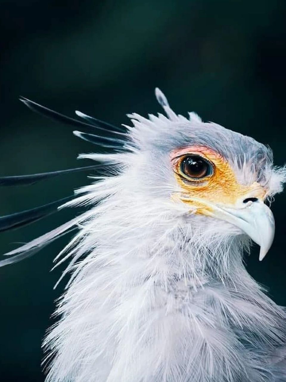 最猛美妆博主——蛇鹫  又称秘书鸟.