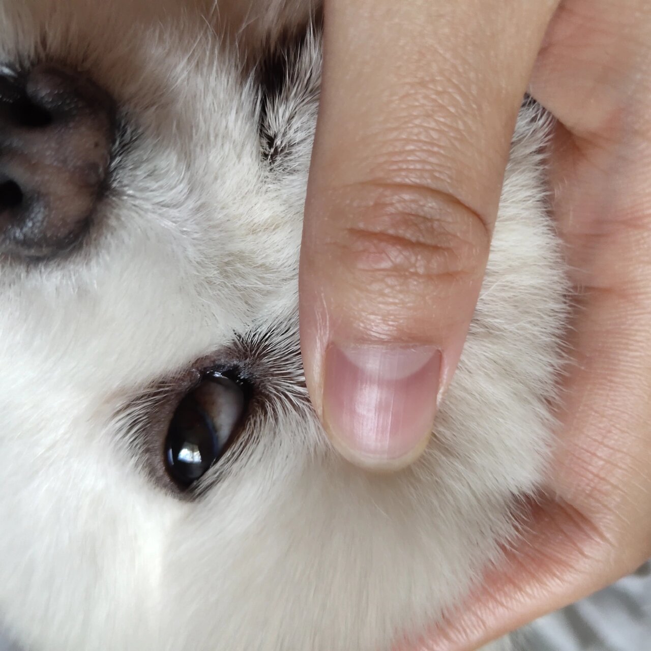 前三张图片是我家狗狗左眼,眼白处黑黑的,请问是不是生病了?