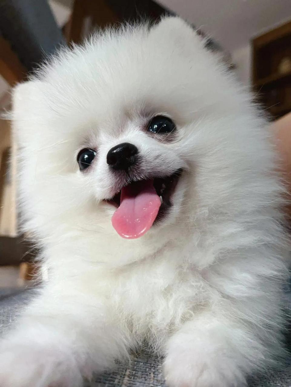 事实上,养狗人群体是非常多样化的,其中有很多人