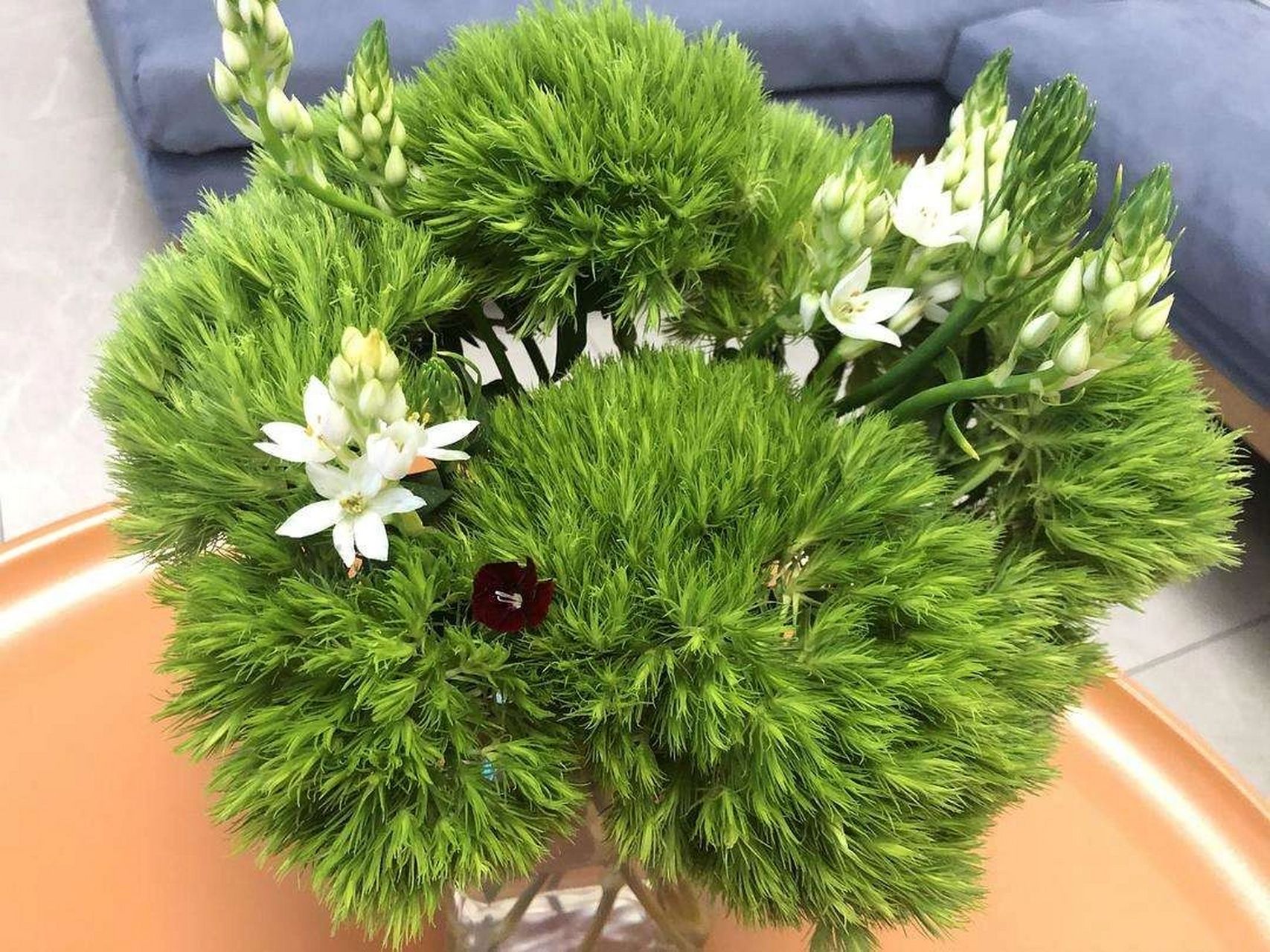 绿毛球的养护 94绿石竹又叫绿毛球,它的花朵是毛茸茸的绿色花球