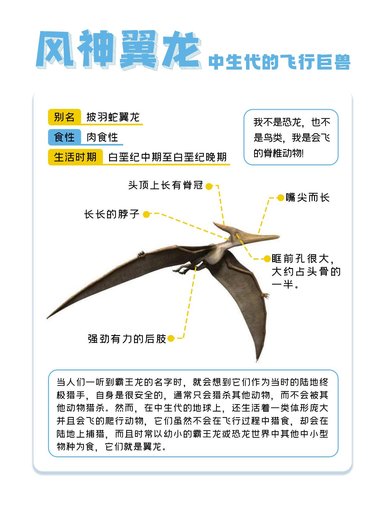 与恐龙共舞|中生代的飞行巨兽——风神翼龙