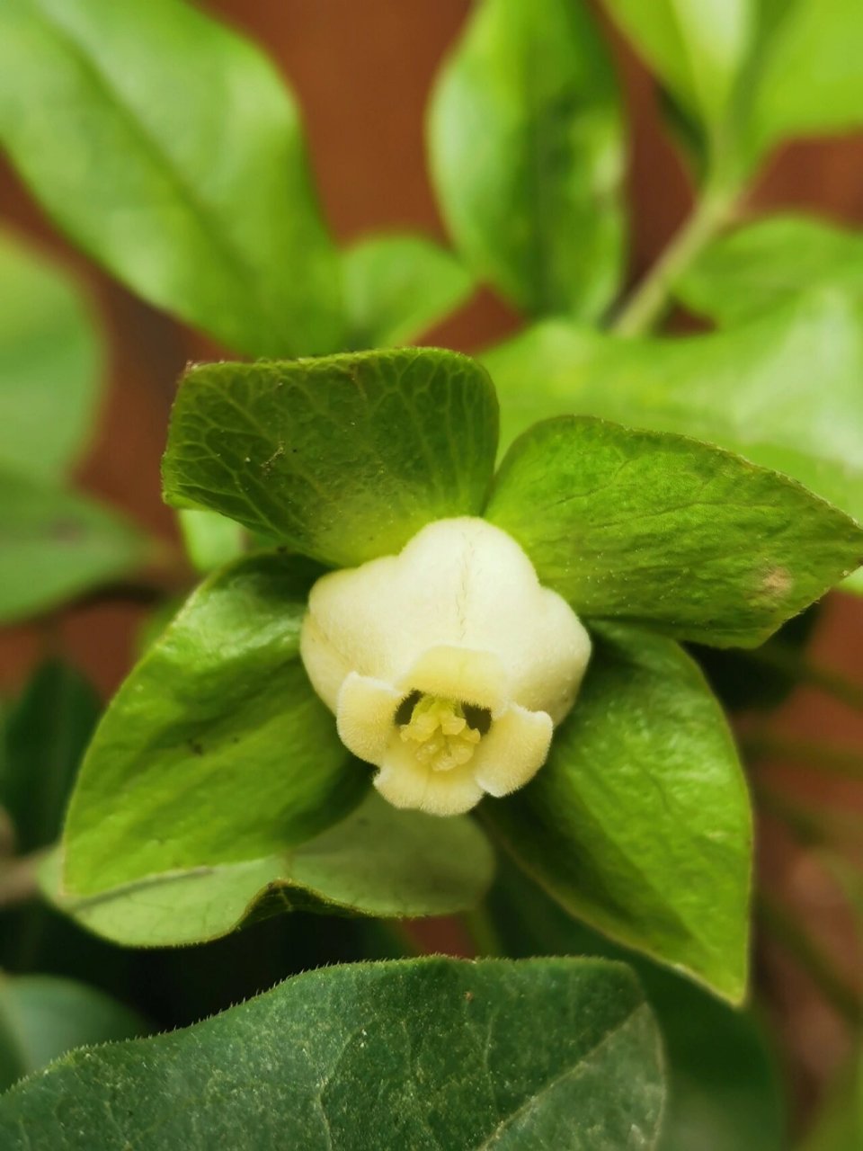 卖家说金弹子的花有雄花和雌花,两花兼具才能结果,找了好长时间也没
