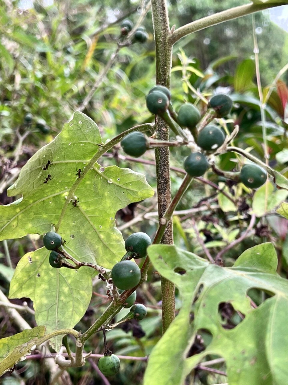 水茄嫁接茄子优缺点图片