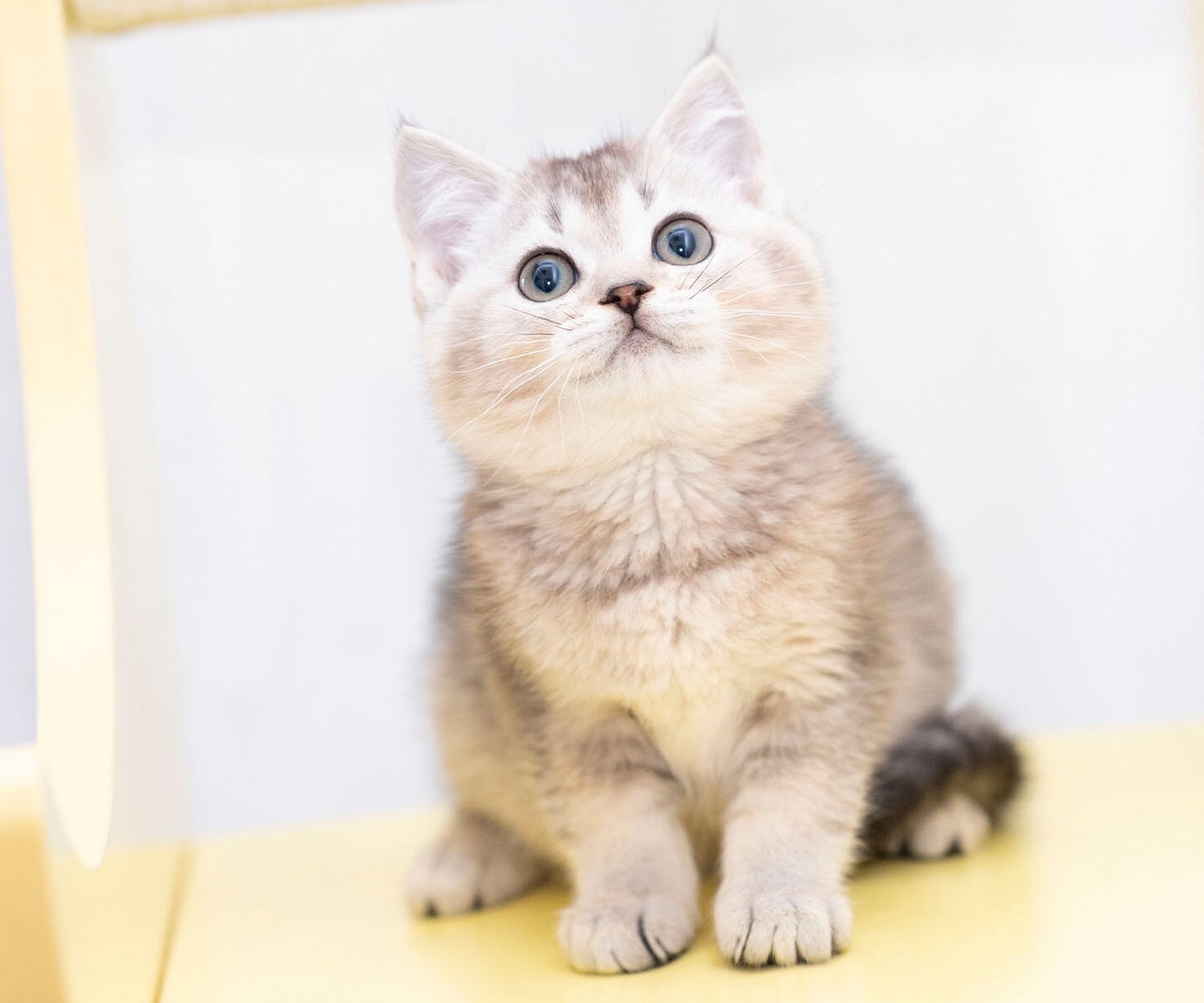 自家繁育的包子脸蓝金渐层妹妹,身上带点虎斑纹,性格粘人温顺 猫咪