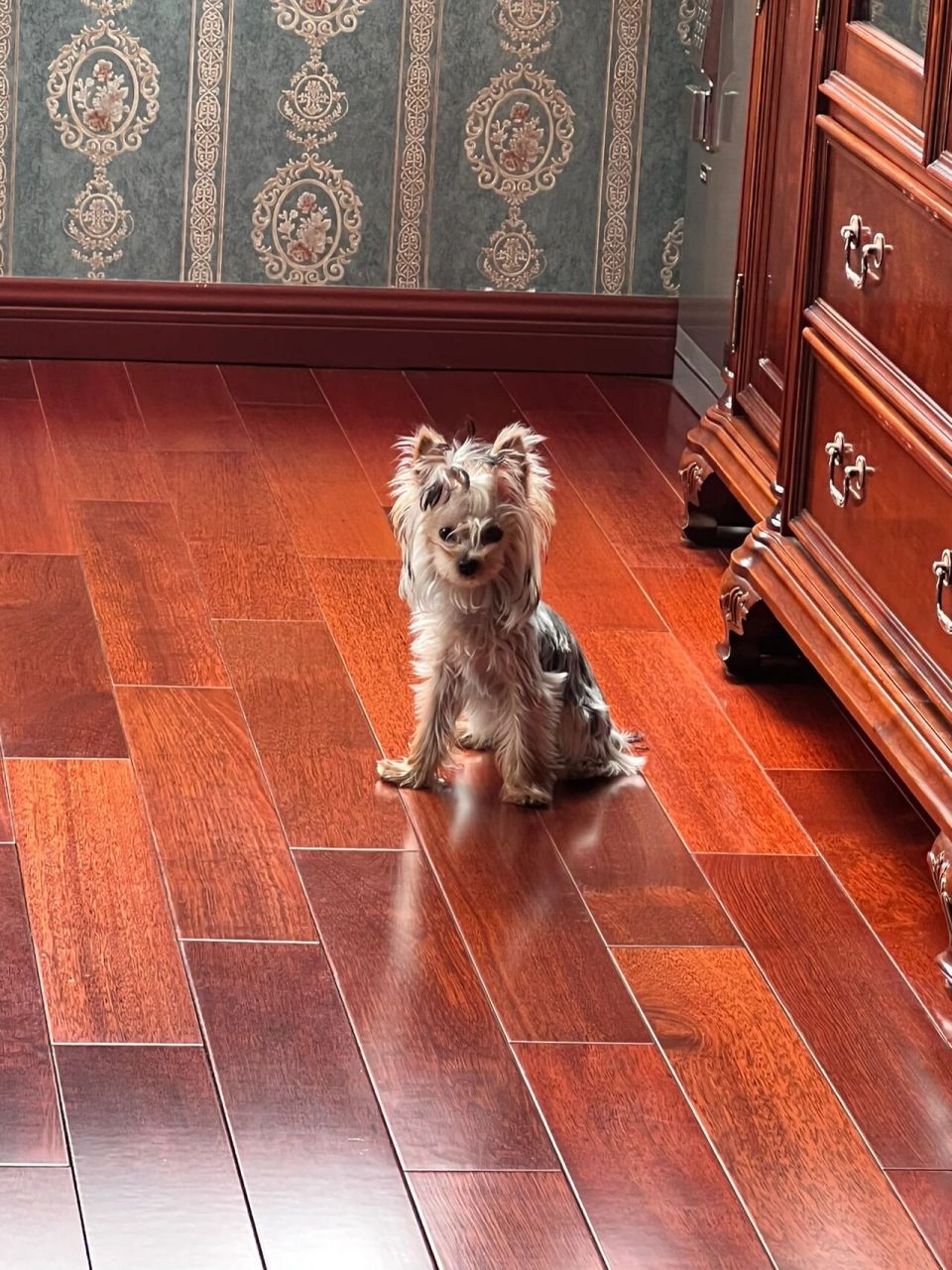 约克夏的优缺点! 现在的约克夏市场可以说是非常火爆了!