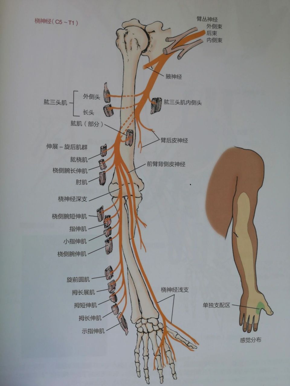 尺神经 2.正中神经 3.桡神经 4.肌皮神经