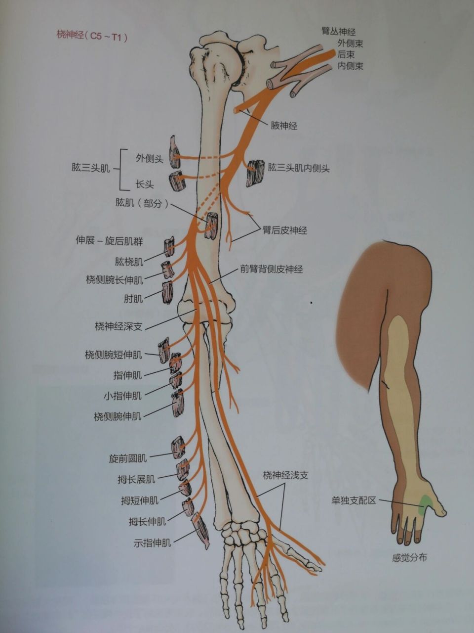 手臂神经分布图6条图片