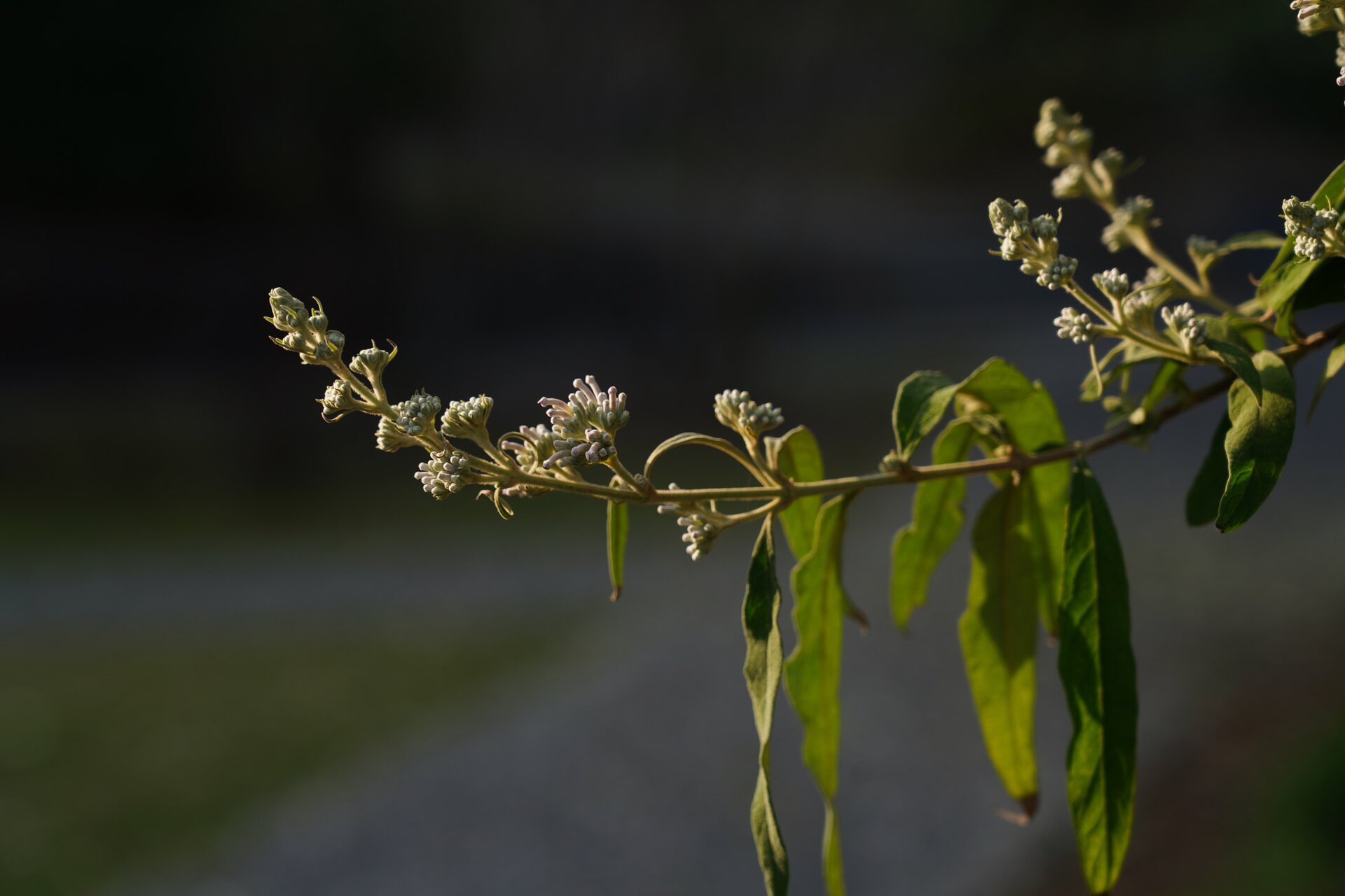 黄蒙拉茉莉花图片