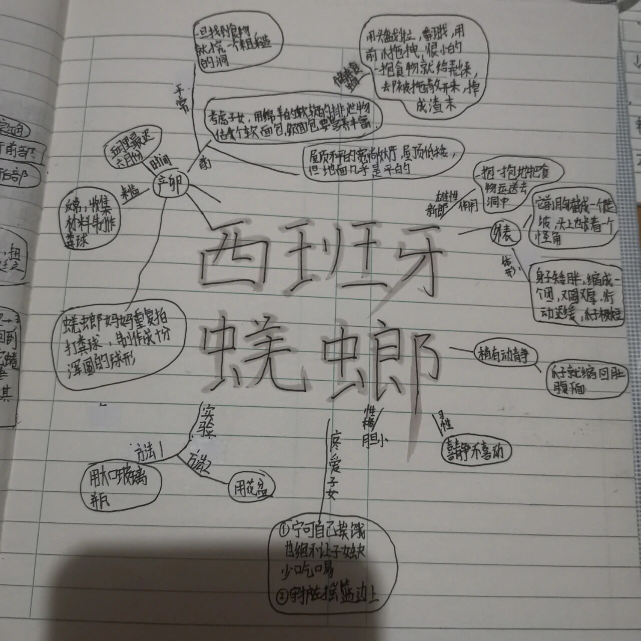 西班牙蜣螂思维导图