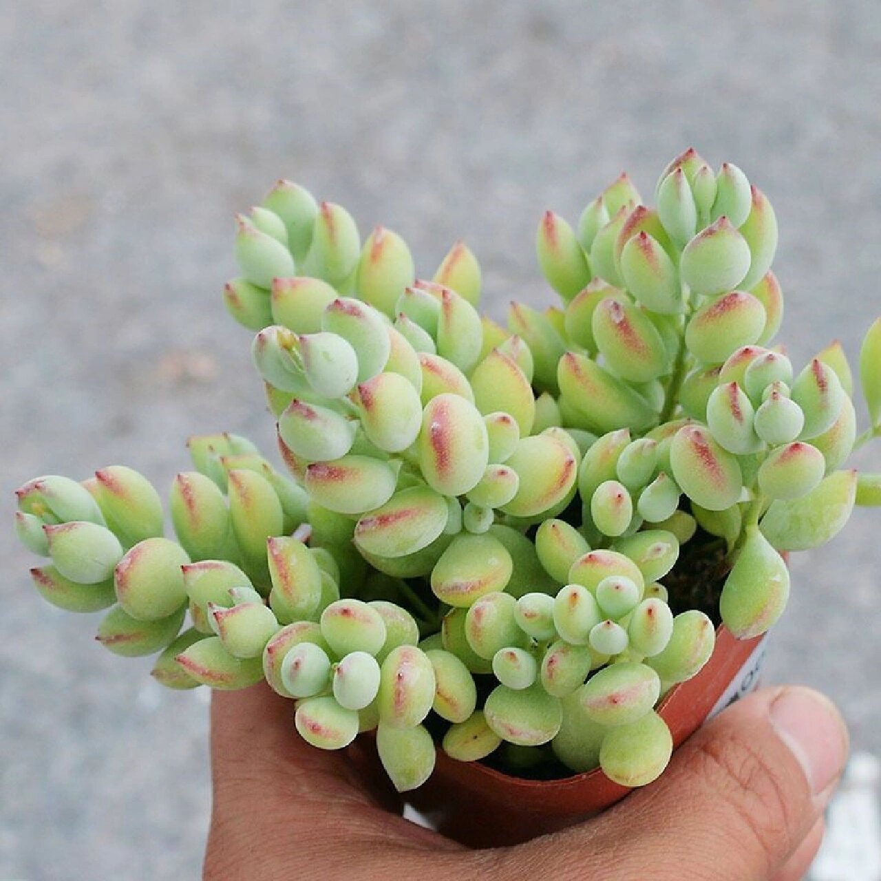 达摩福娘景天科银波锦属多肉植物,属于小型灌木类,由于茎很细,所以很