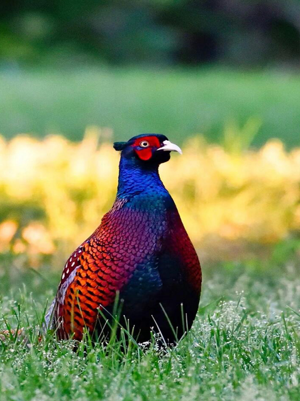山鸡图片 🐓 山鸡啊,真的是个既有趣又美味的家伙!