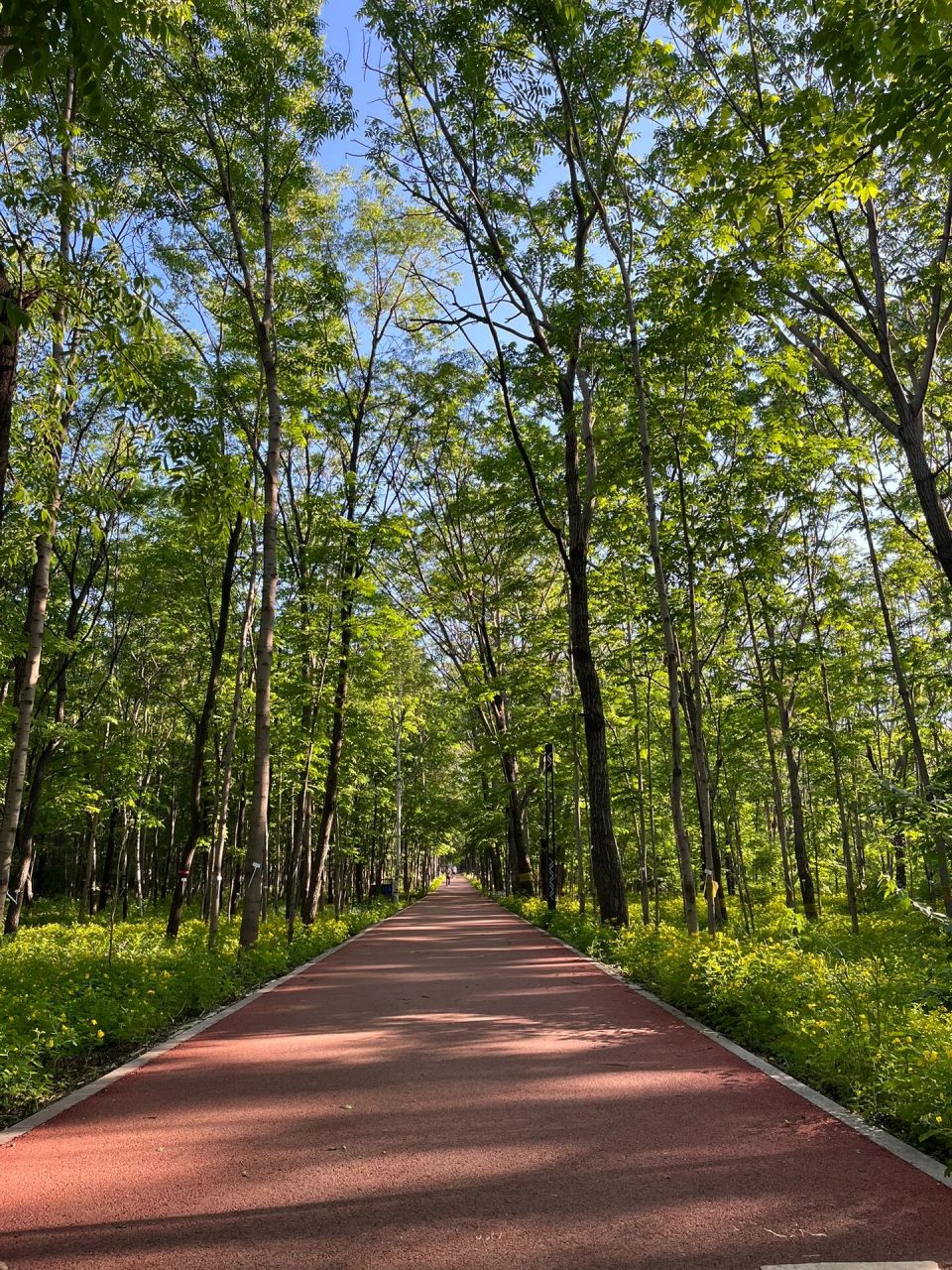 林大林场|解锁哈尔滨最佳跑步圣地之一 昨天下午去东北林业大学林场跑