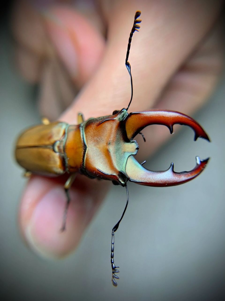 小夹子们～ 鸡冠和y纹锯[害羞]#昆虫# #甲虫# #锹甲