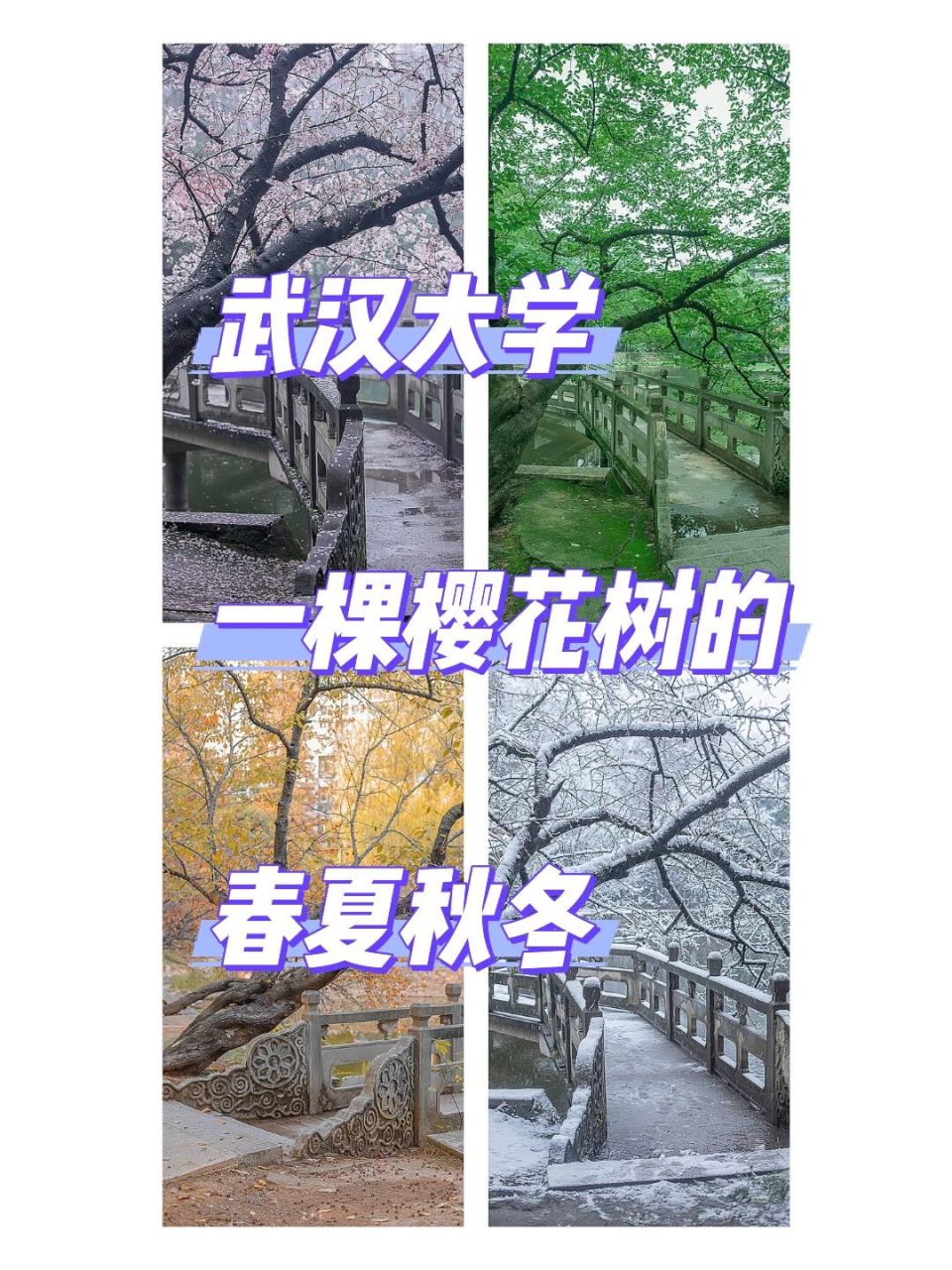 武汉大学一颗樱花树的春夏秋冬.