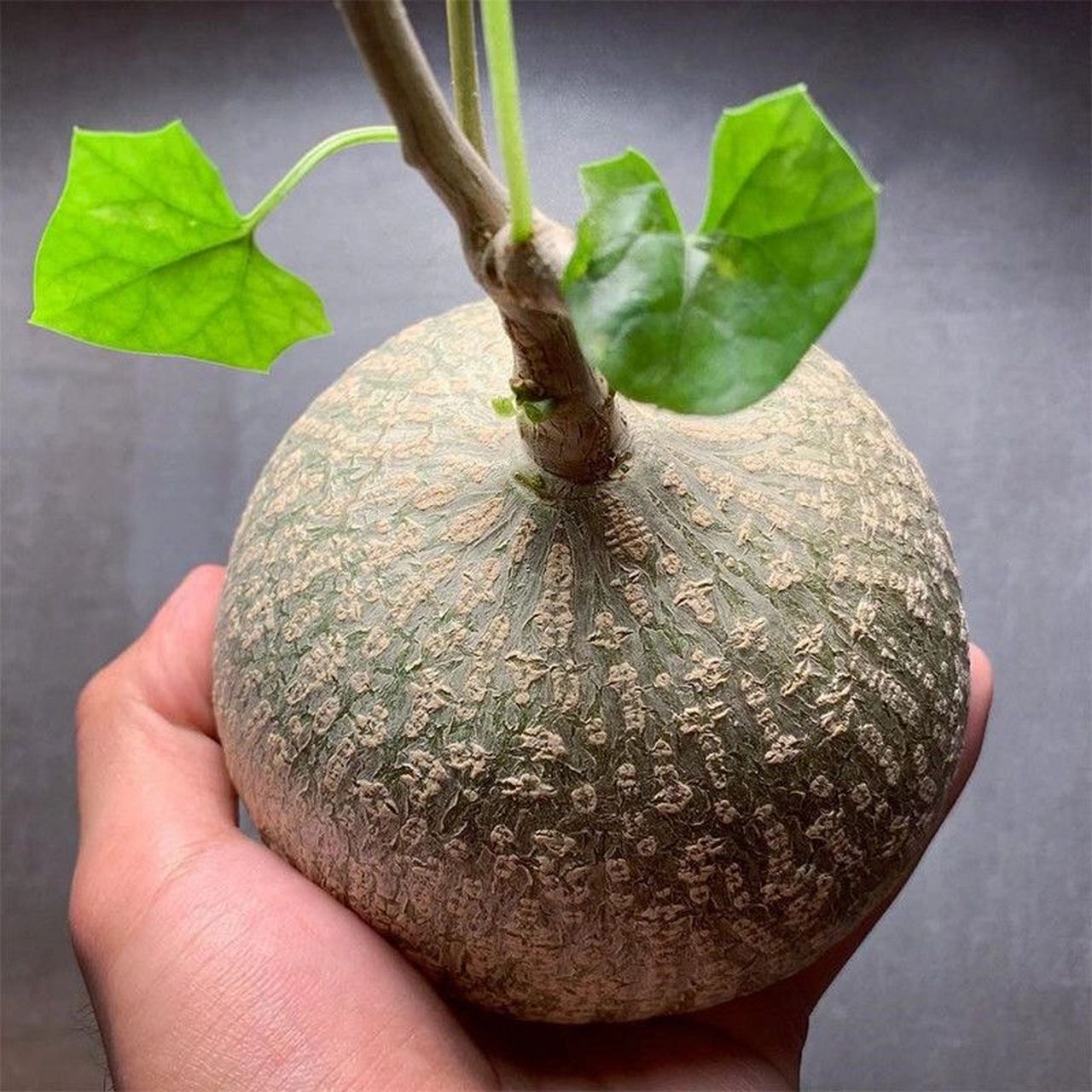 块根植物～银叶睡布袋养护 别名:银叶葫芦 分类:根花 科和属:葫芦科