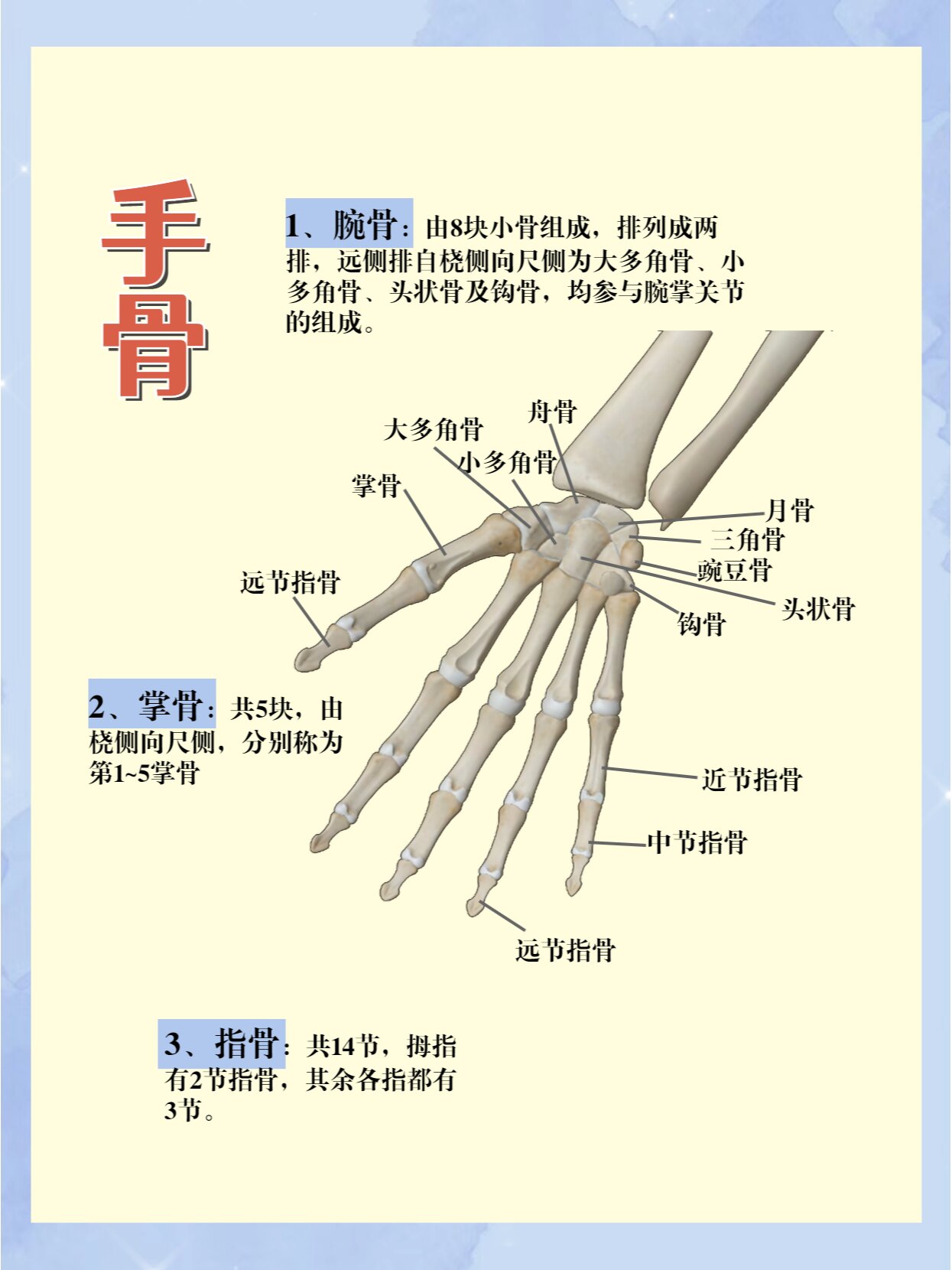 维萨里3d解剖|学习自由上肢骨