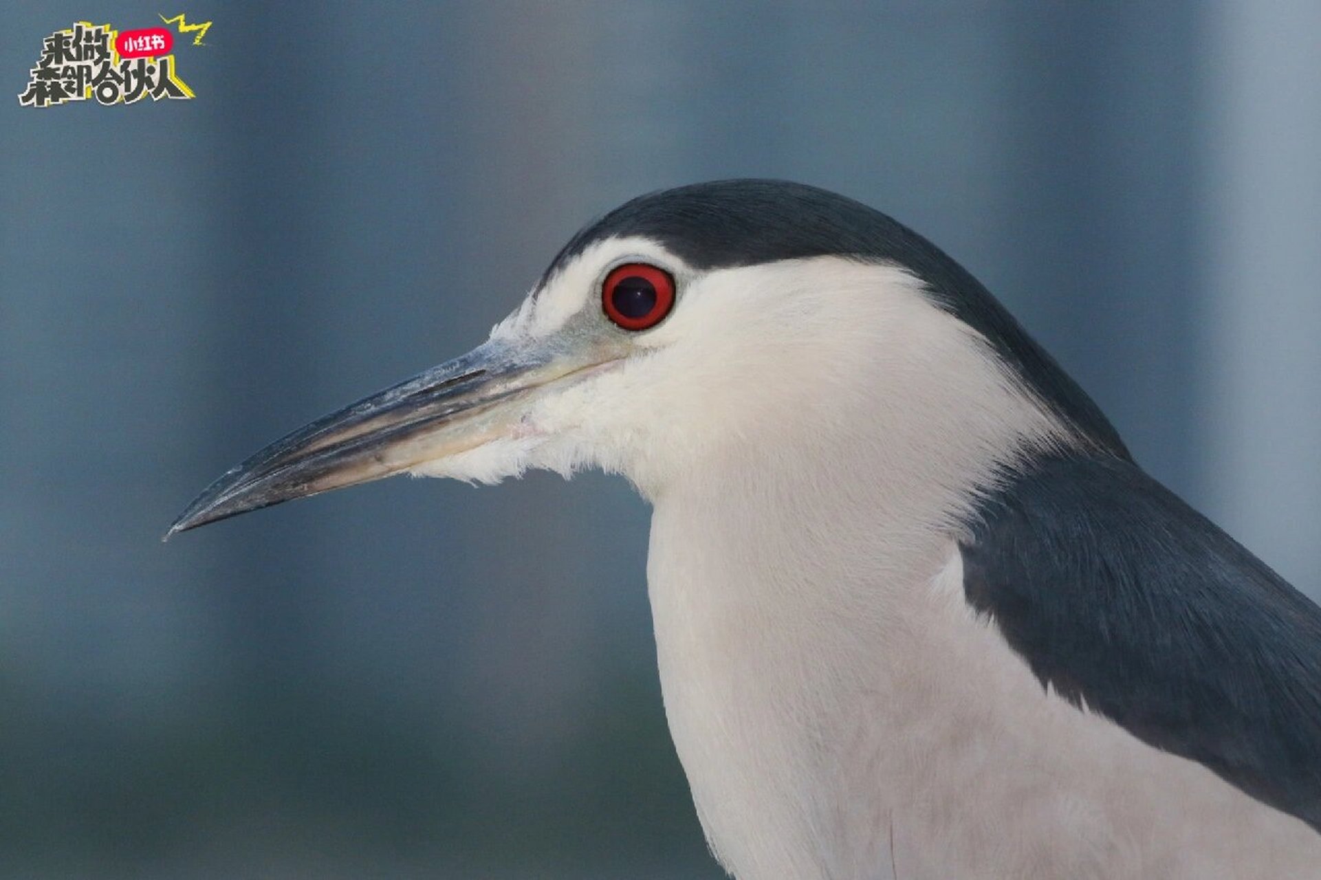 上海的鸟008|夜鹭black-crowned nightheron 夜鹭 (英文名: black